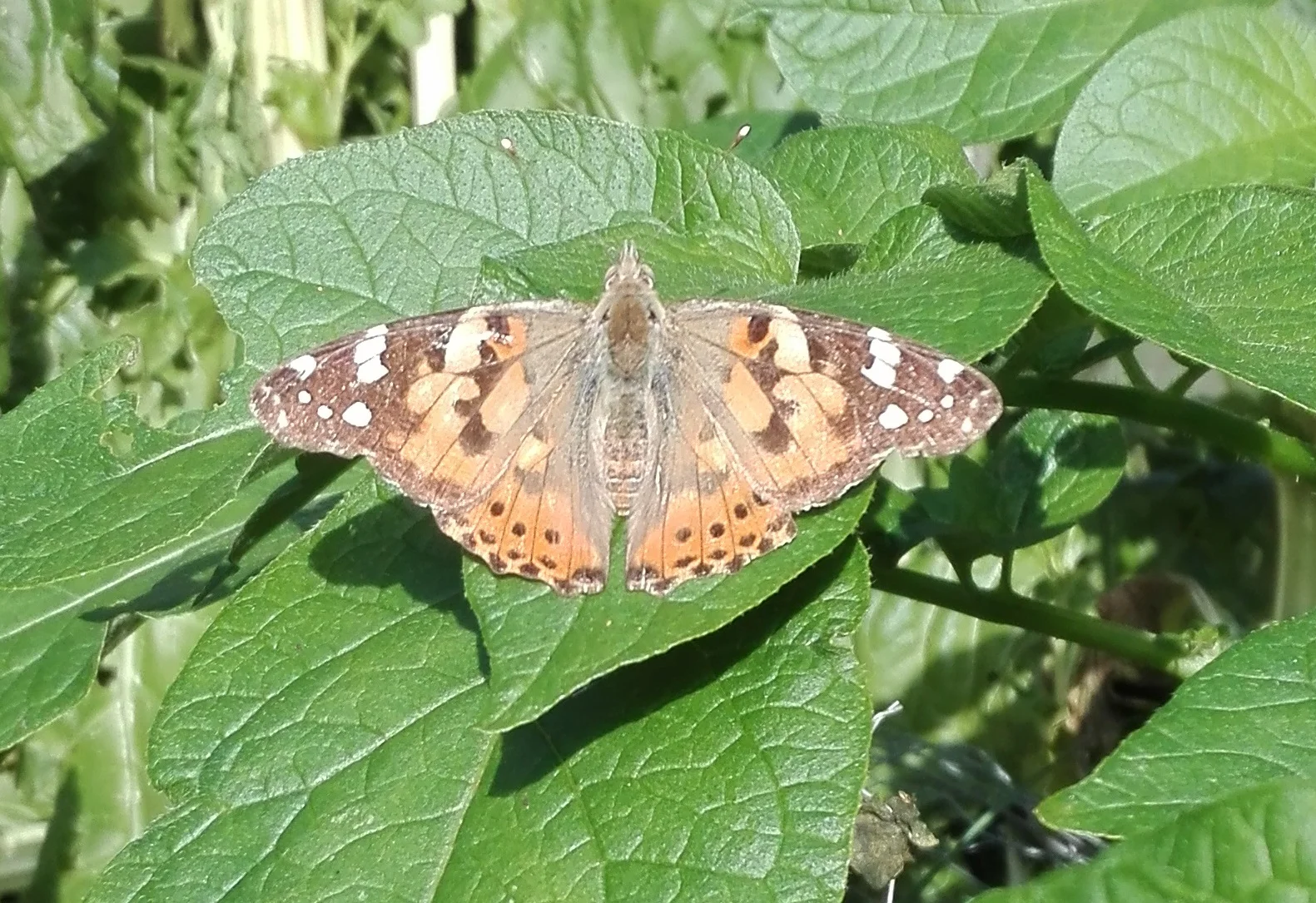 #513 Painted Lady Butterfly
