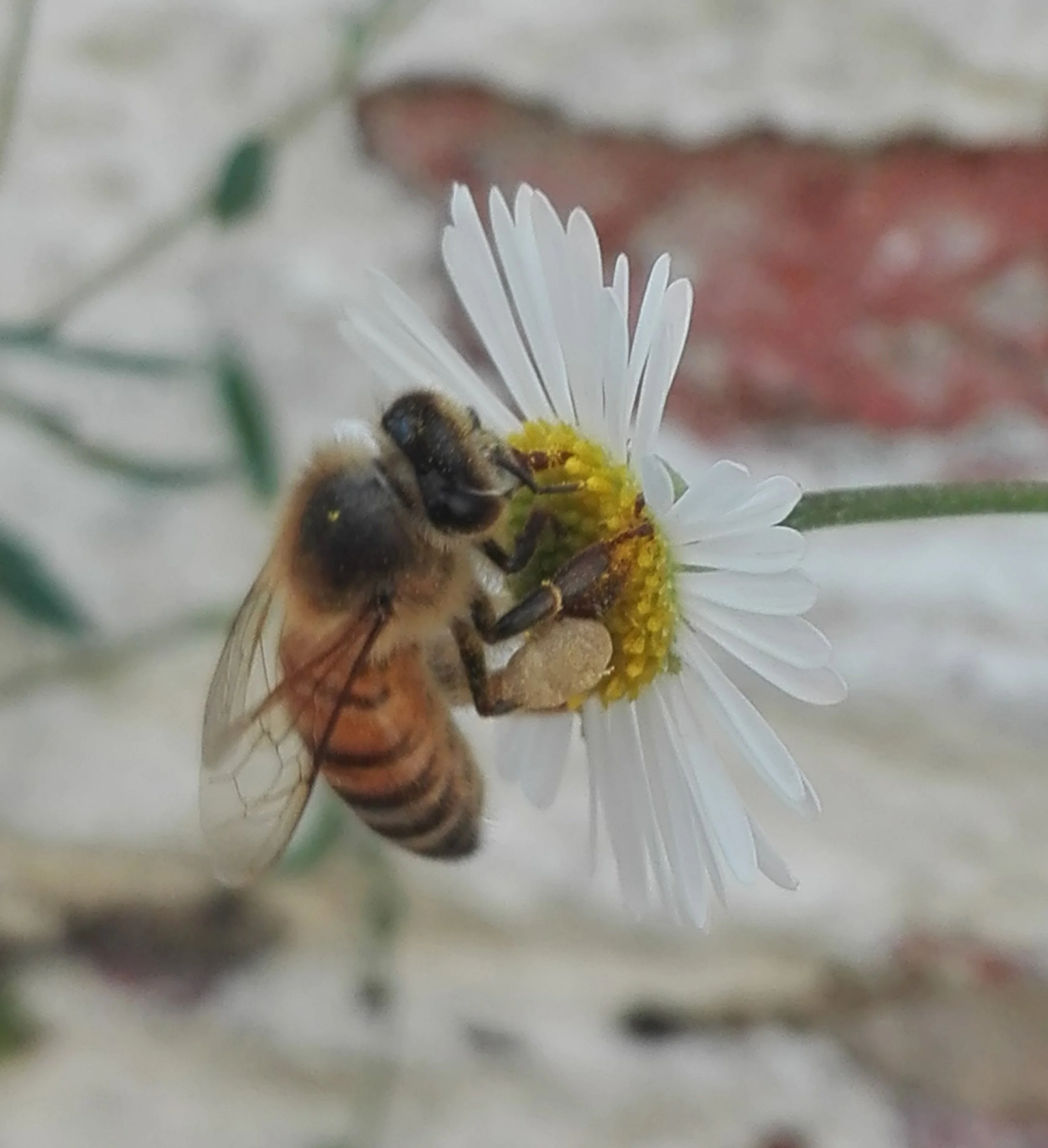 #76 Honey Bee (Apis mellifera)