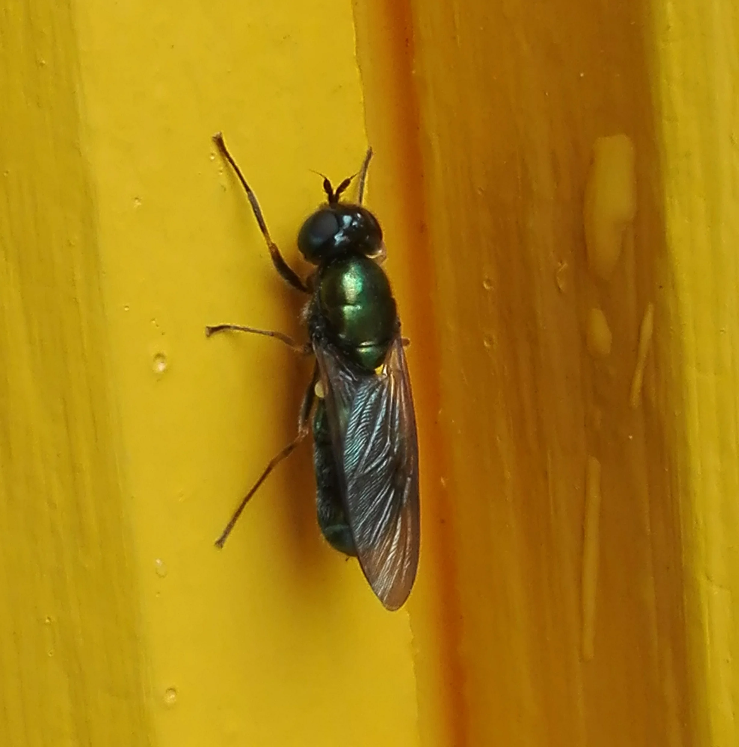 #508 Broad Centurion (Chloromyia formosa)