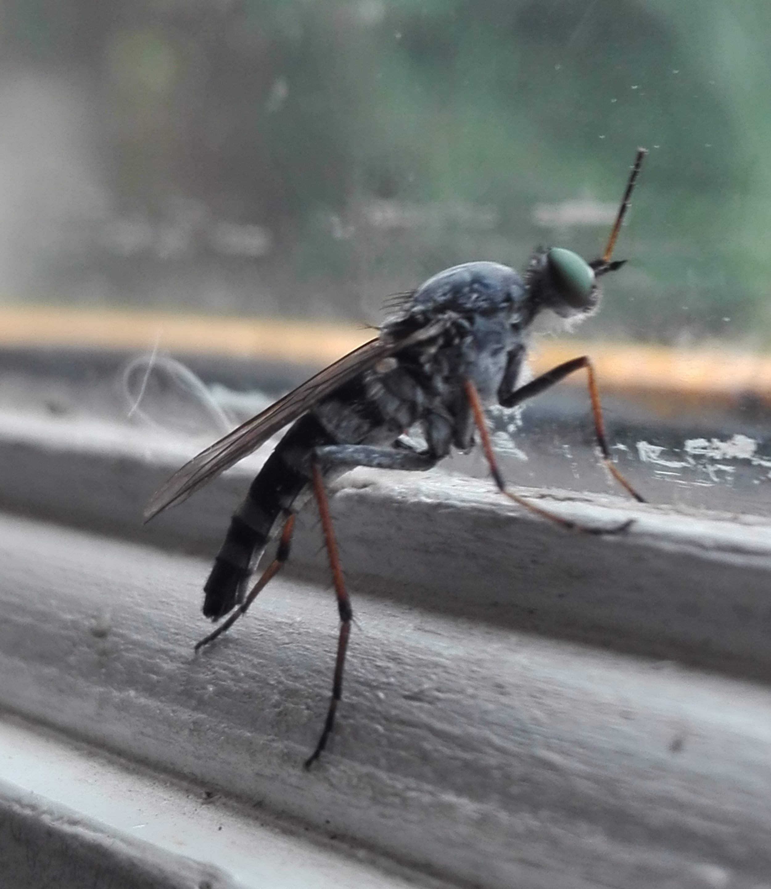 Common Awl Robberfly (Neoitamus cyanurus)