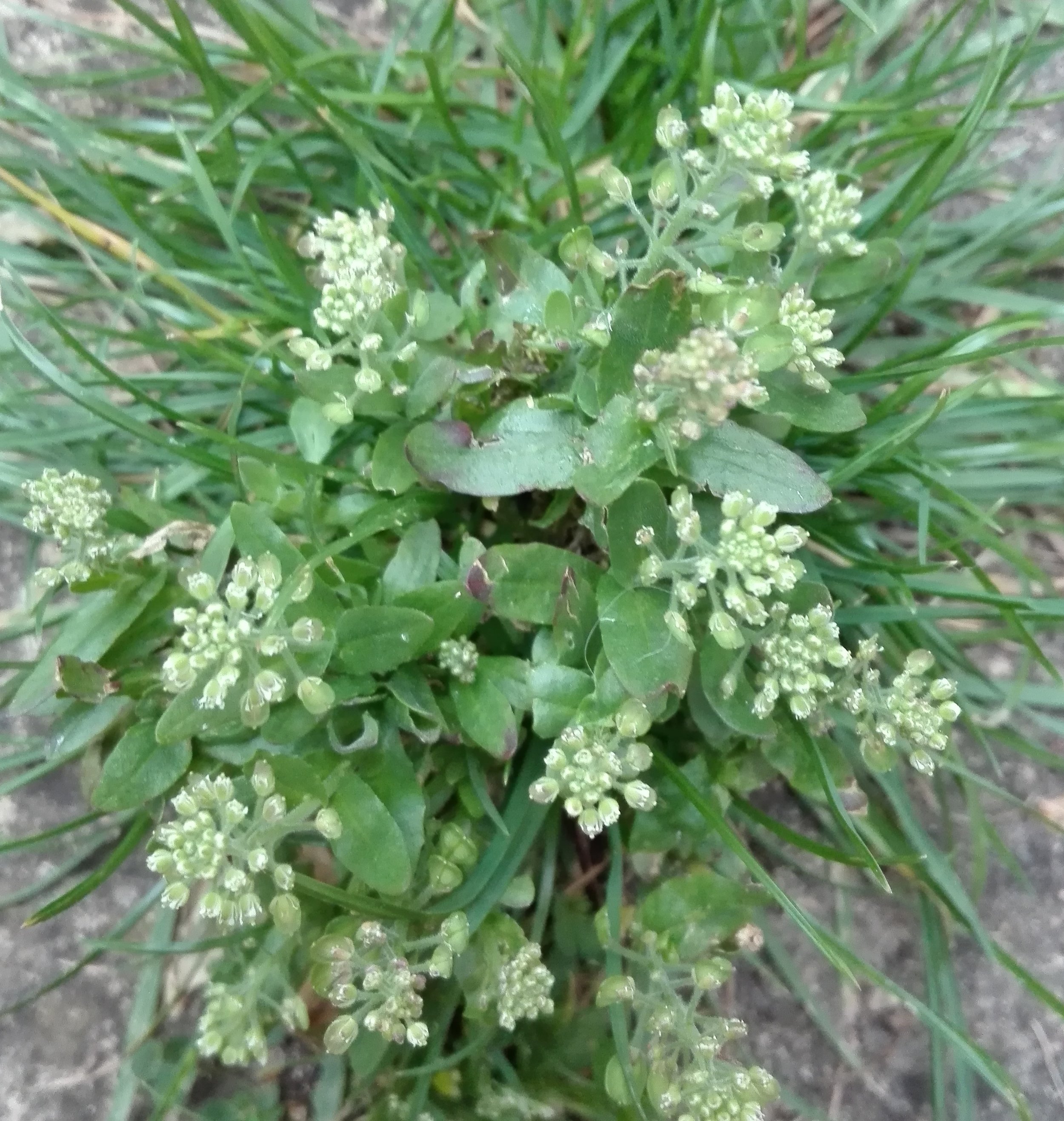 #521 Field Pennycress (Thlaspi arvense)