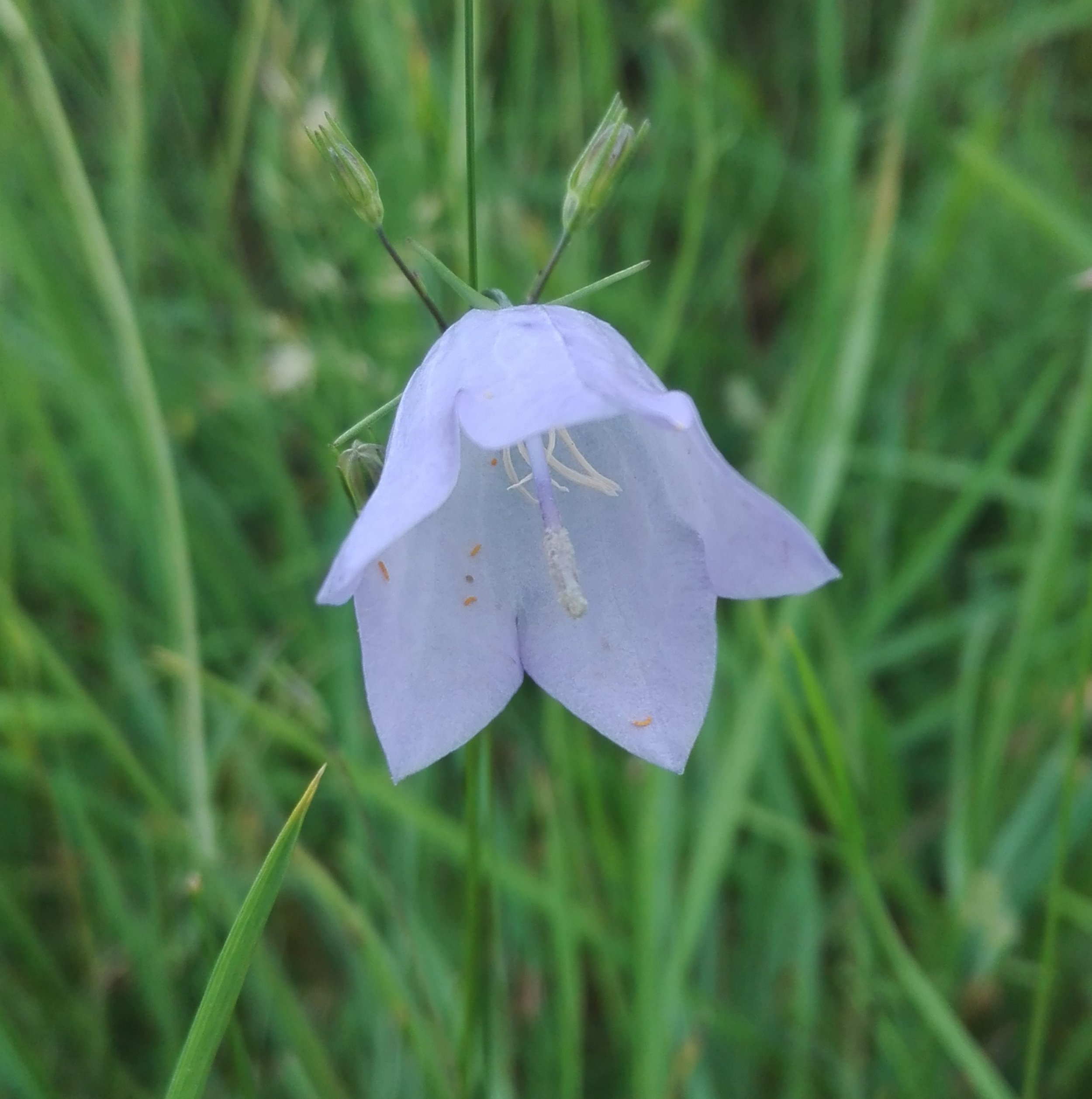 Common Harebell (Campanula rotundifolia)