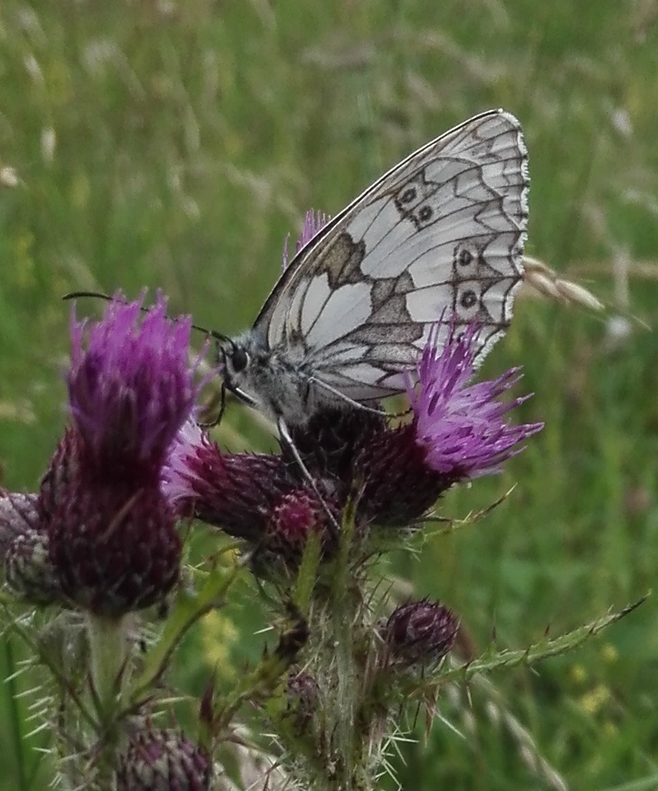 Marbled White (Melanargia galathea)