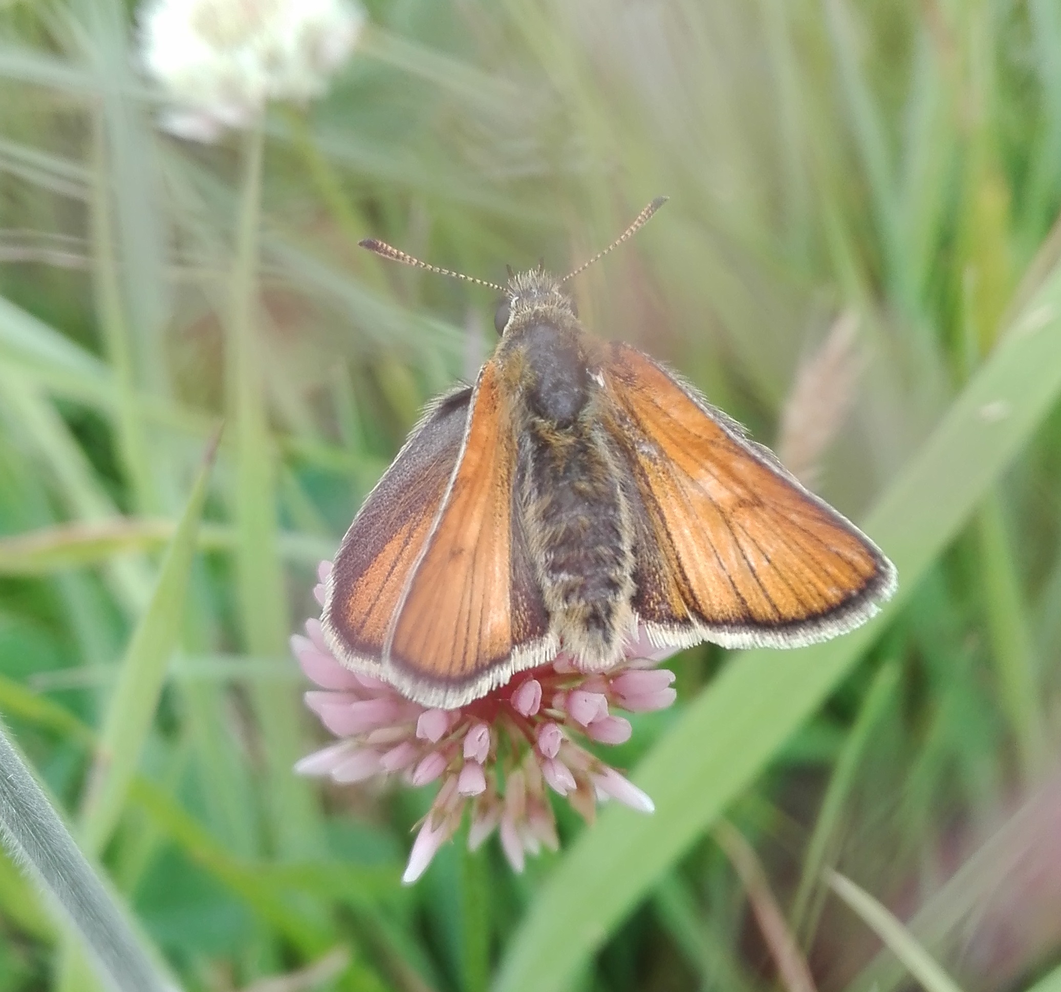 Small Skipper (Thymelicus sylvestris)