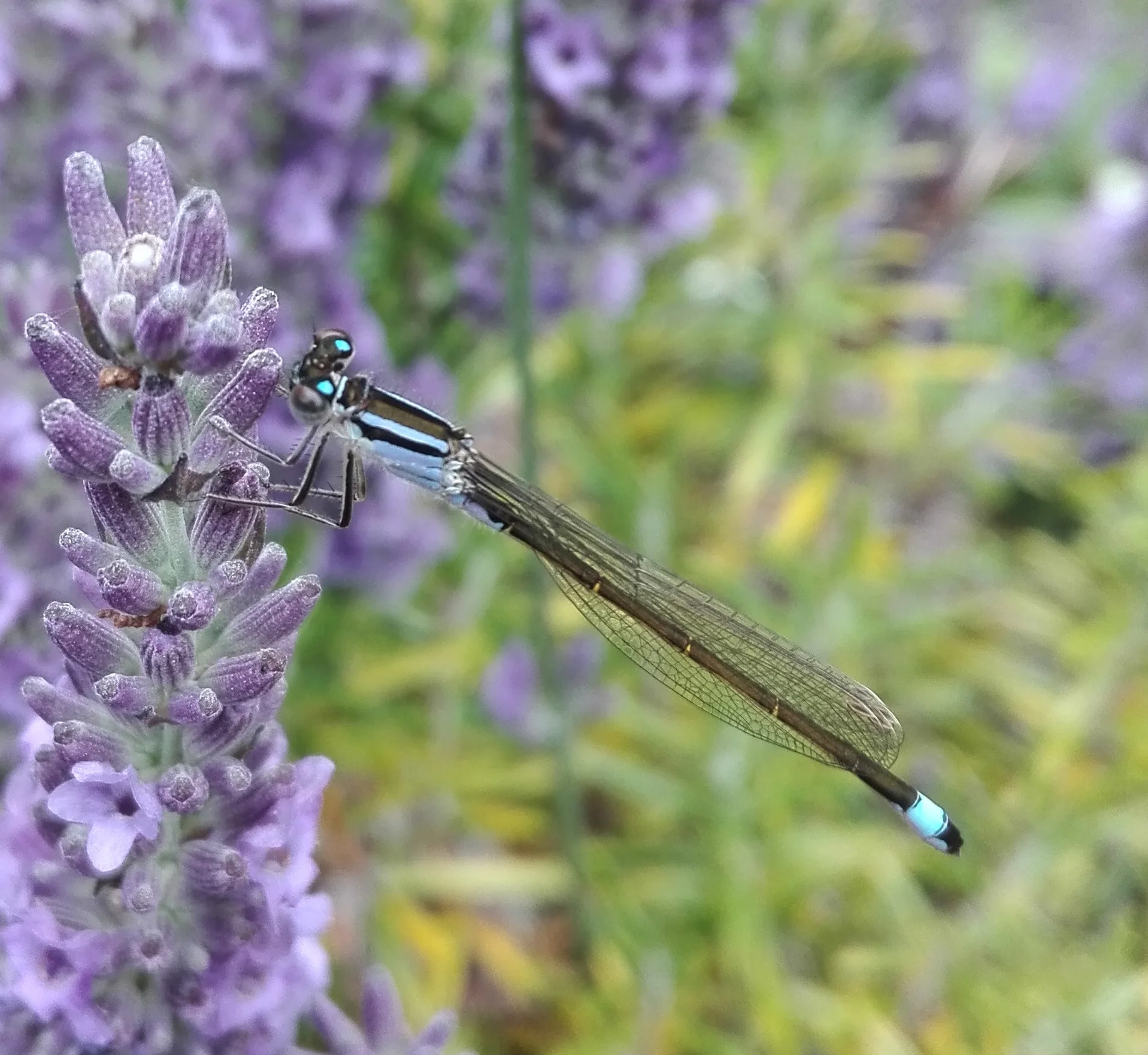 #158 Blue-tailed Damselfly (Ischnura elegans)