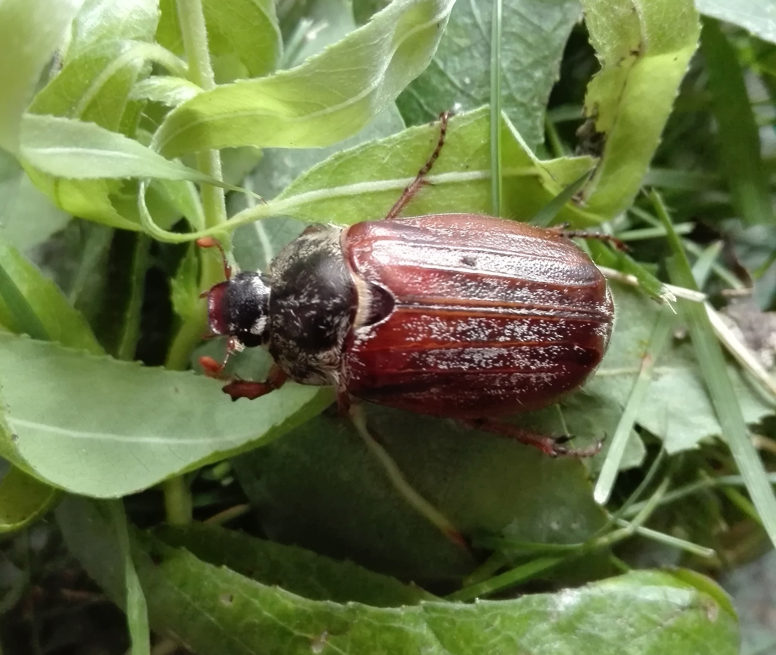 #526 Common Cockchafer (Melolontha melolontha)