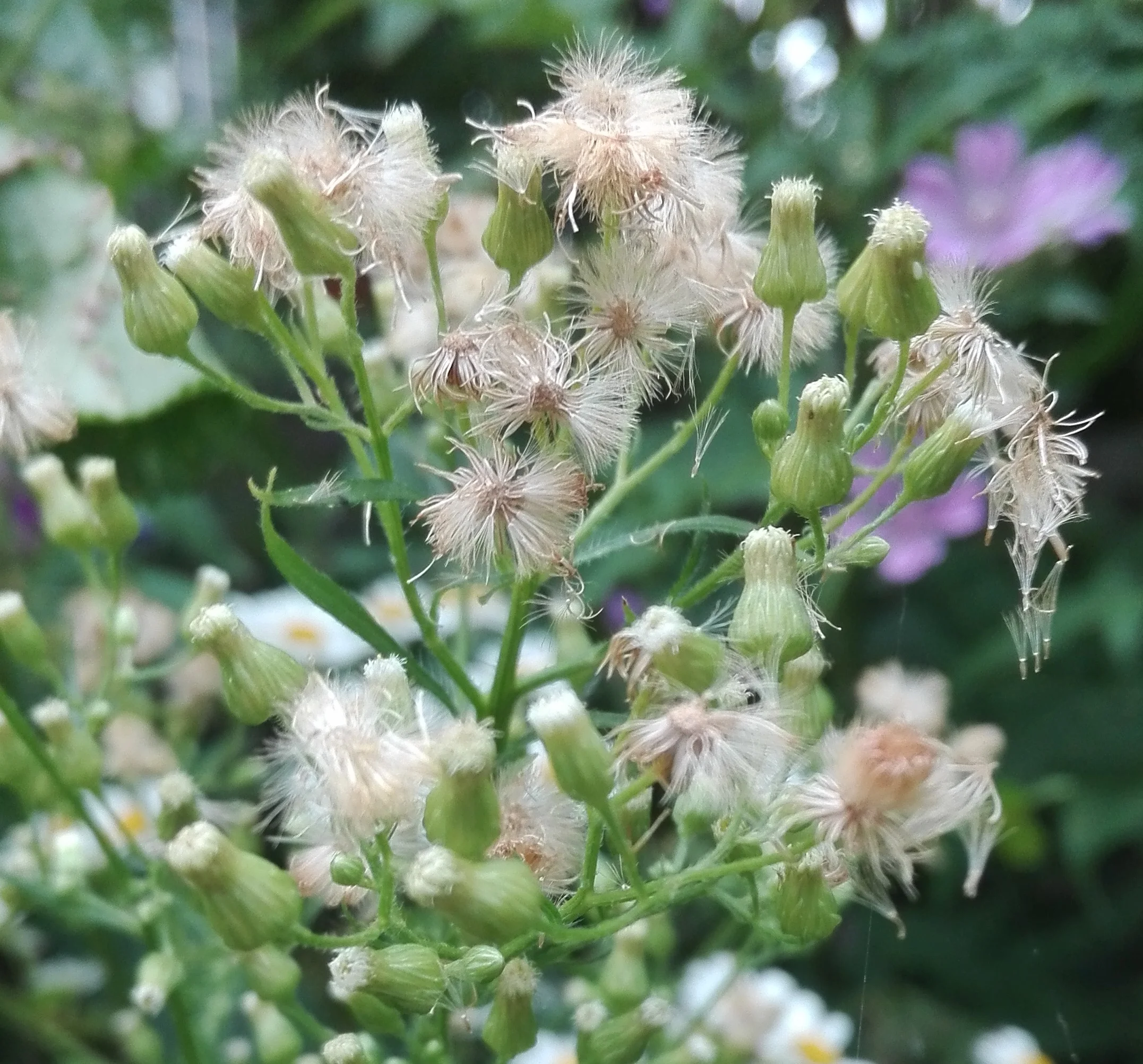 #215 Canadian Fleabane (Conyza canadensis)