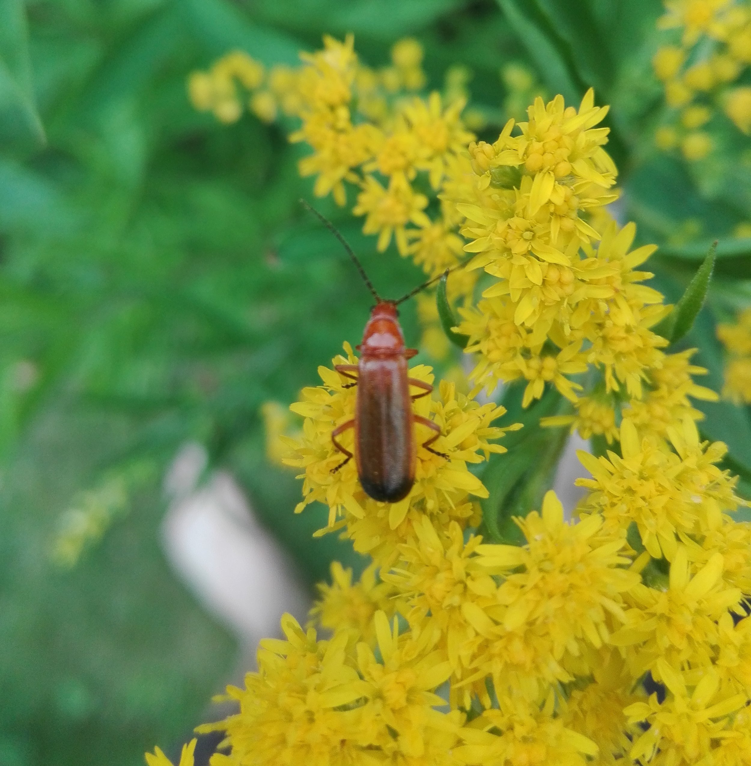 #530 Common Red Soldier Beetle (Rhagonycha fulva)