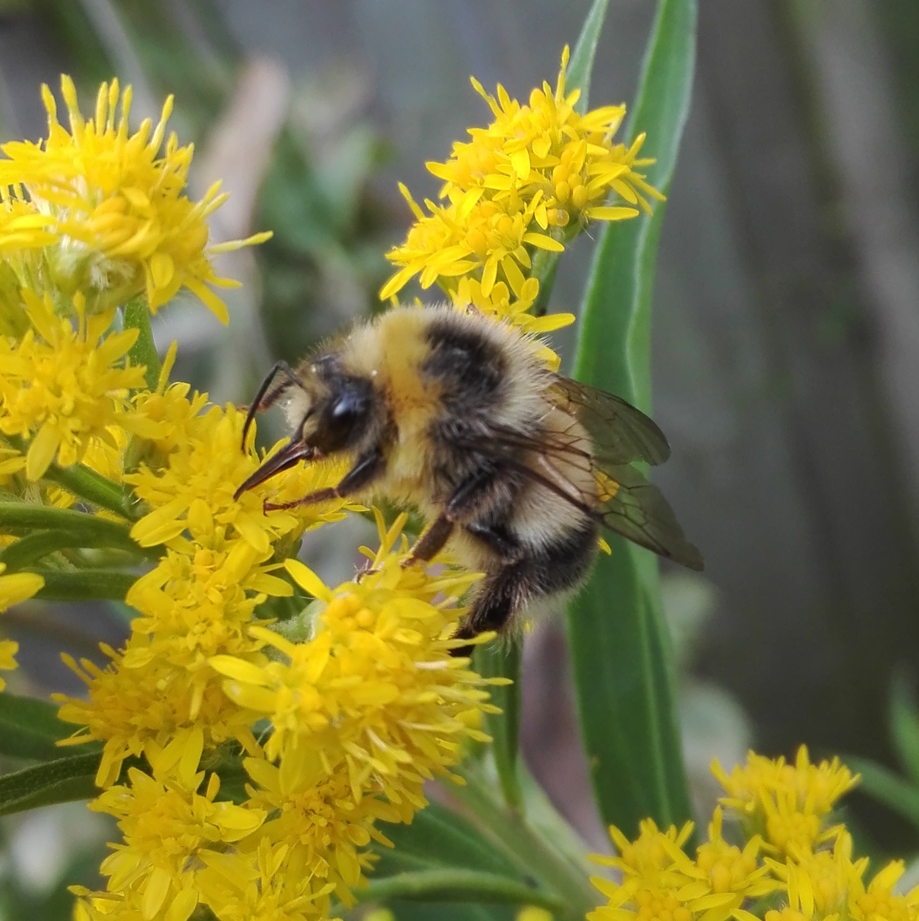 #537 Barbut's Cuckoo Bee (Bombus barbutellus)