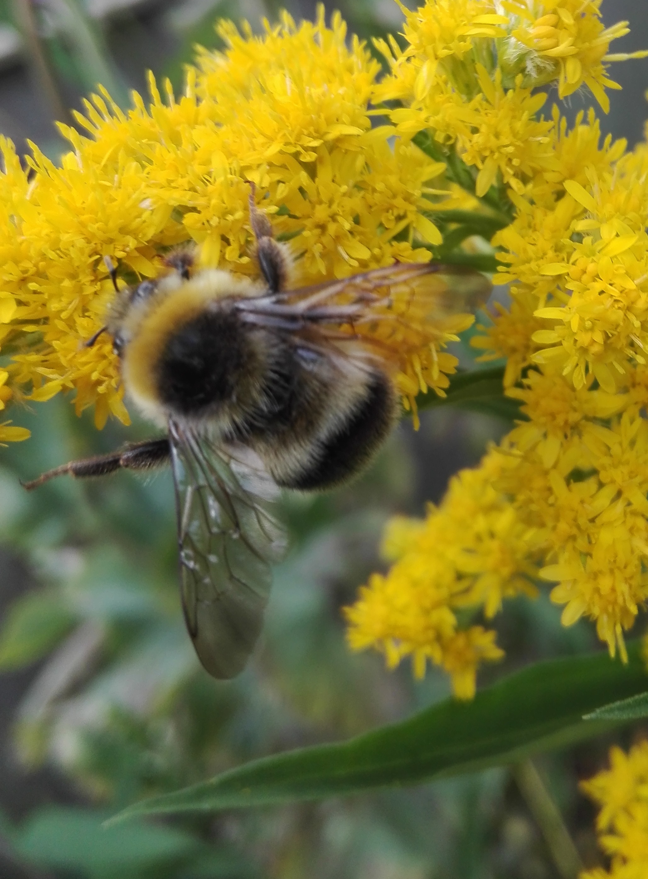 #537 Barbut's Cuckoo Bee (Bombus barbutellus)