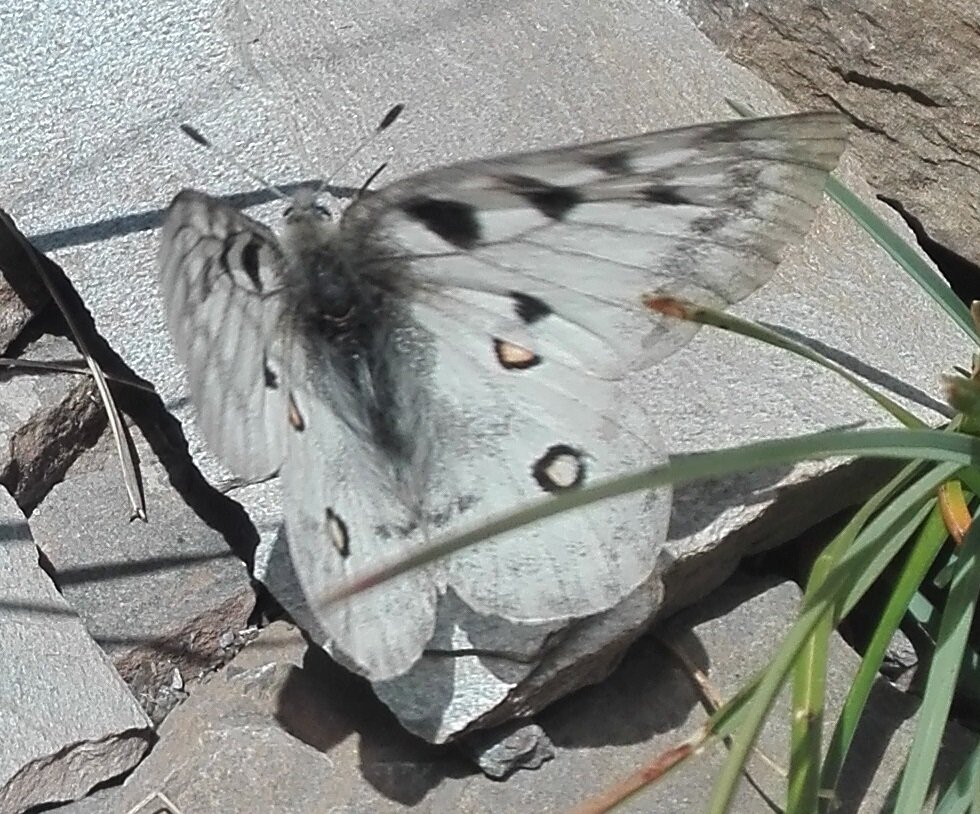 Apollo butterfly (Parnassius apollo)