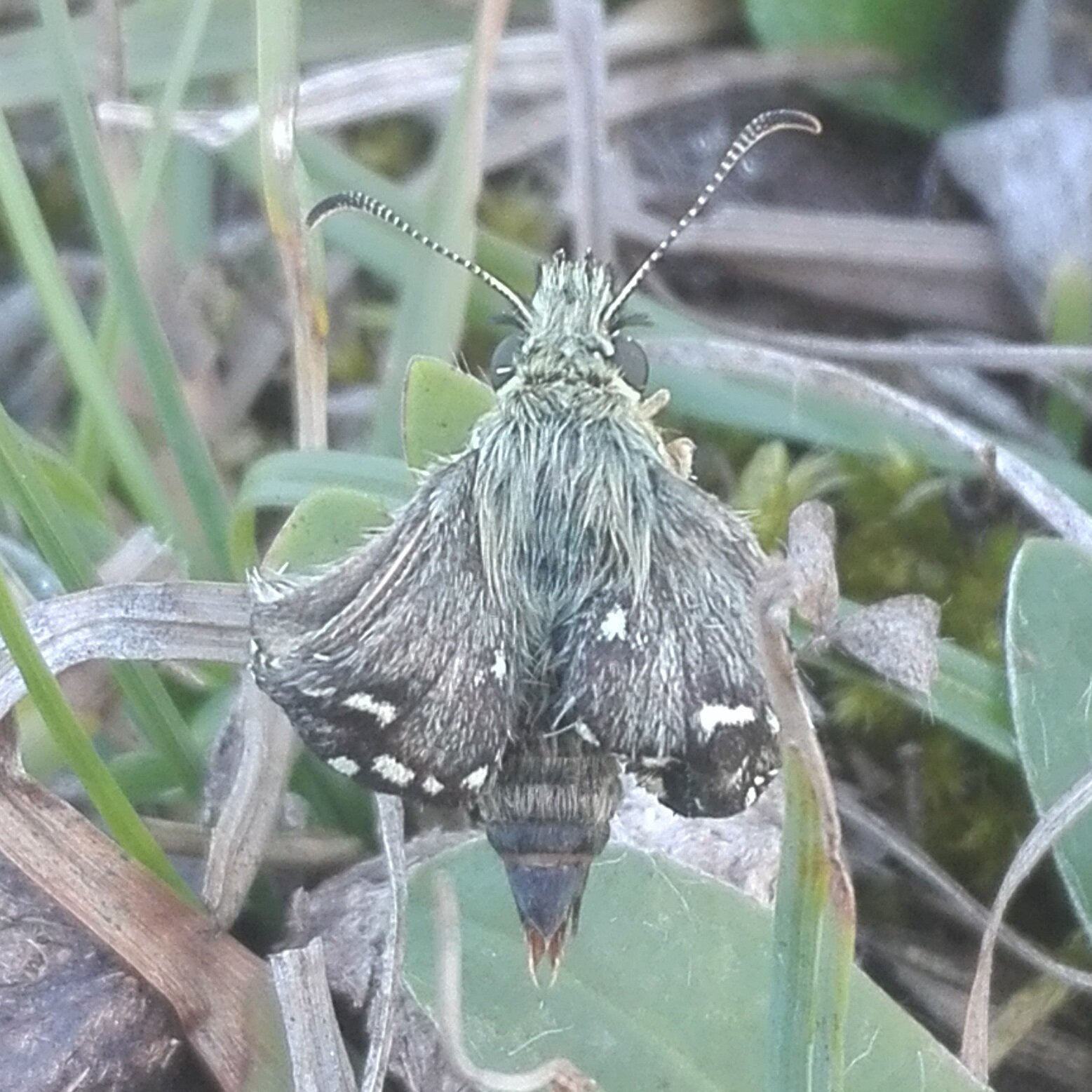 Emerging Grizzled Skipper (Pyrgus malvae)