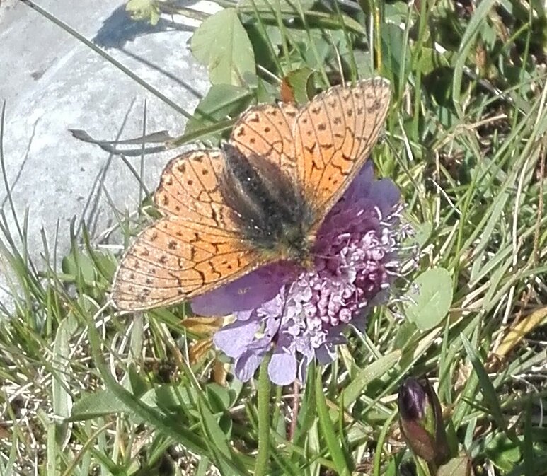 Mountain Fritillary (Boloria napaea)