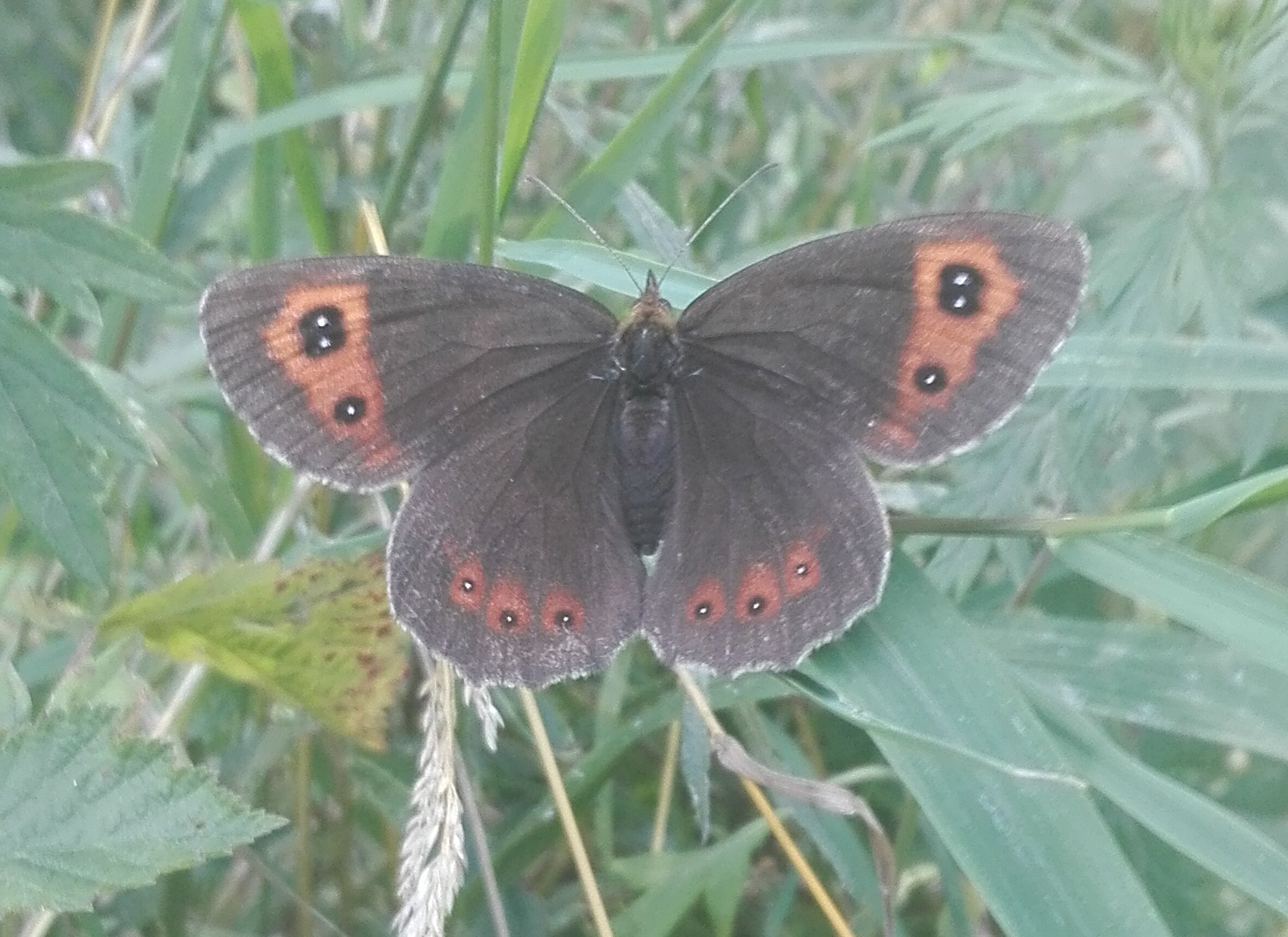 Scotch Argus (Erebia aethiops)