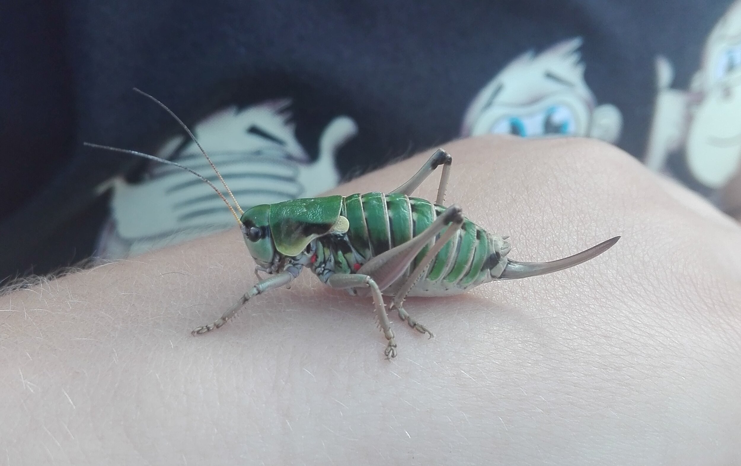 Small Alpine Bush-cricket (Anonconotus alpinus)