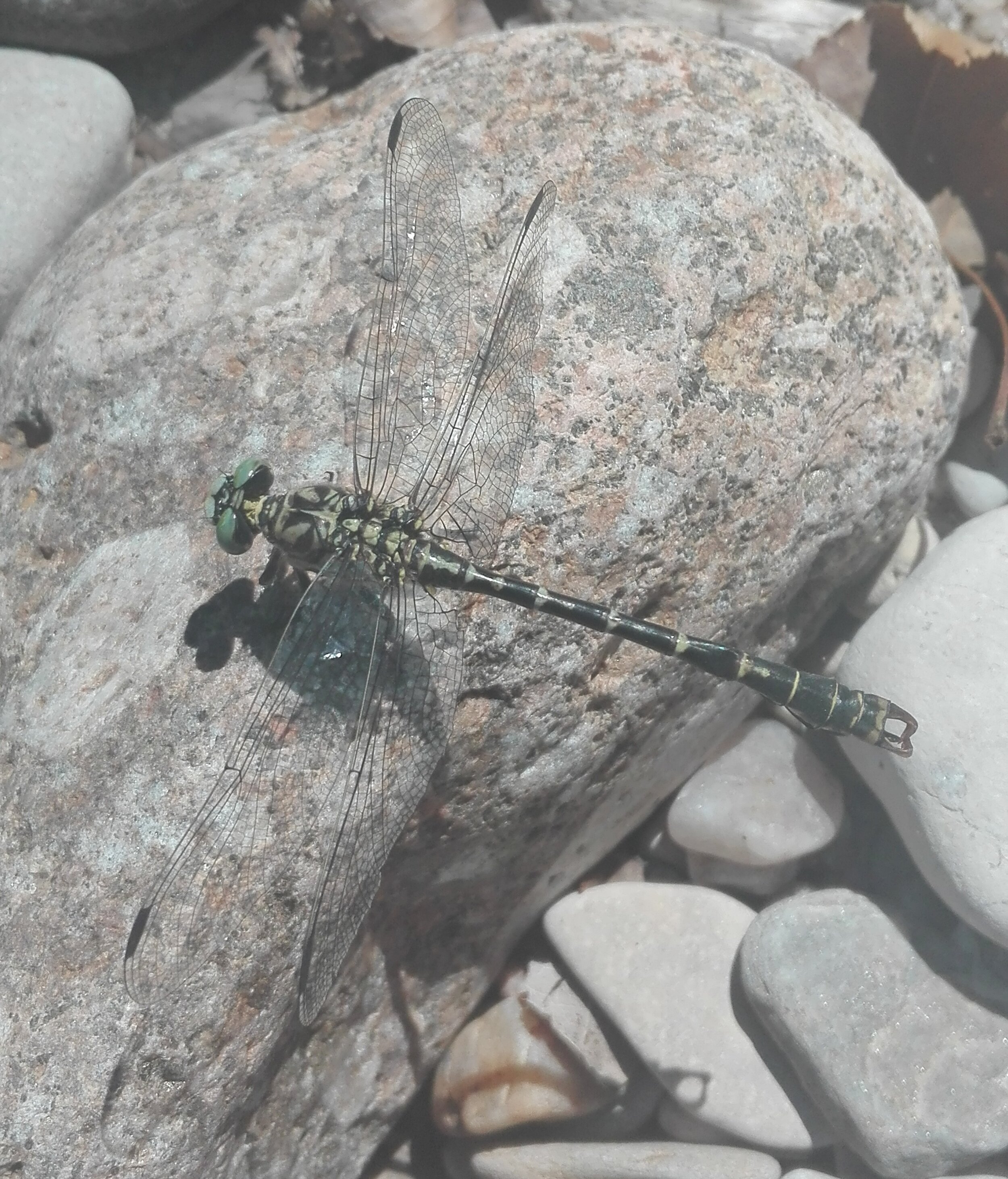 Small Pincertail Dragonfly (Onychogomphus forcipatus)