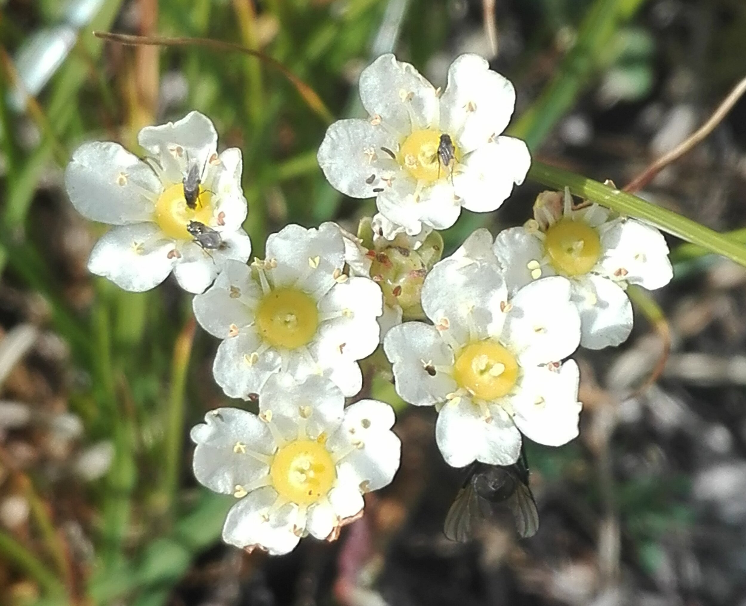 Alpine Saxifrage sp.