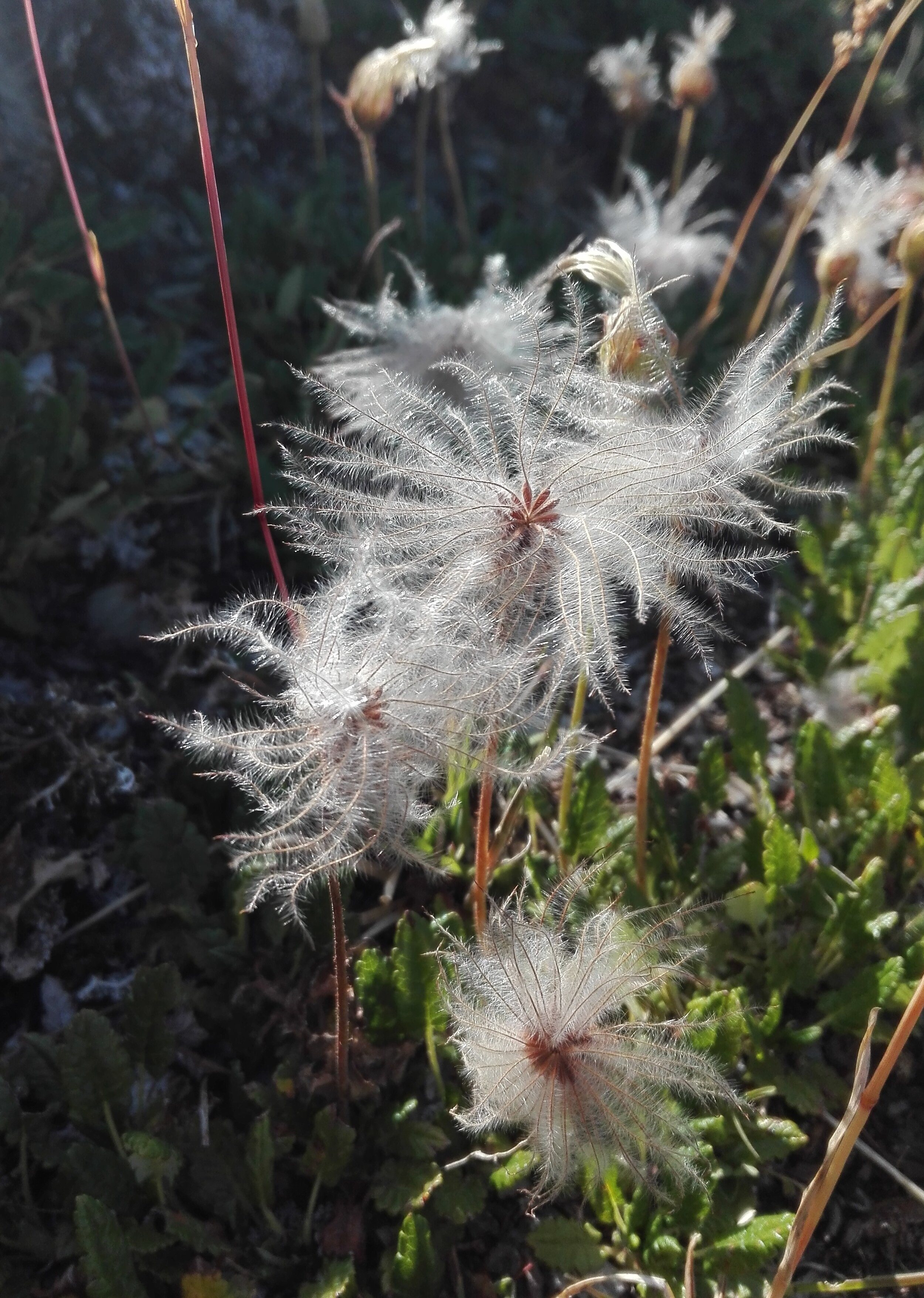 Alpine Pasqueflower seedhead (Pulsatilla alpina)