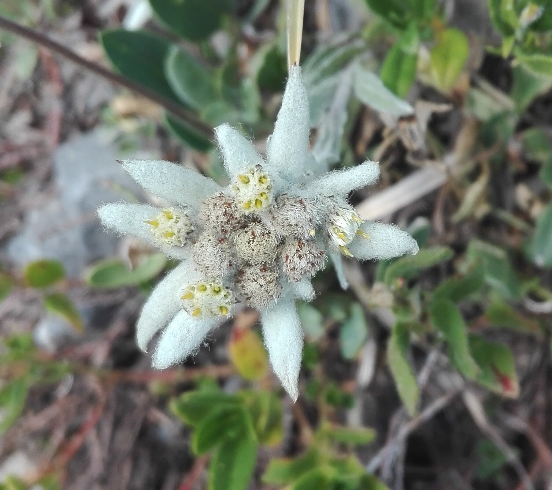 Edelweiss (Leontopodium nivale)