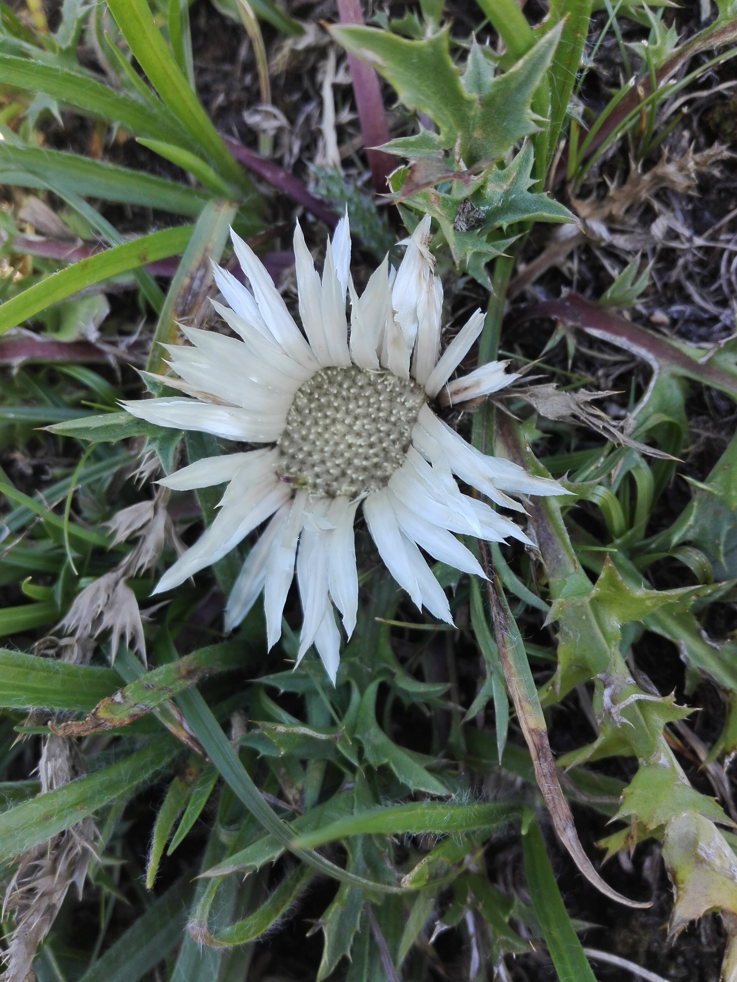 Stemless Carline Thistle (Carlina acaulis)