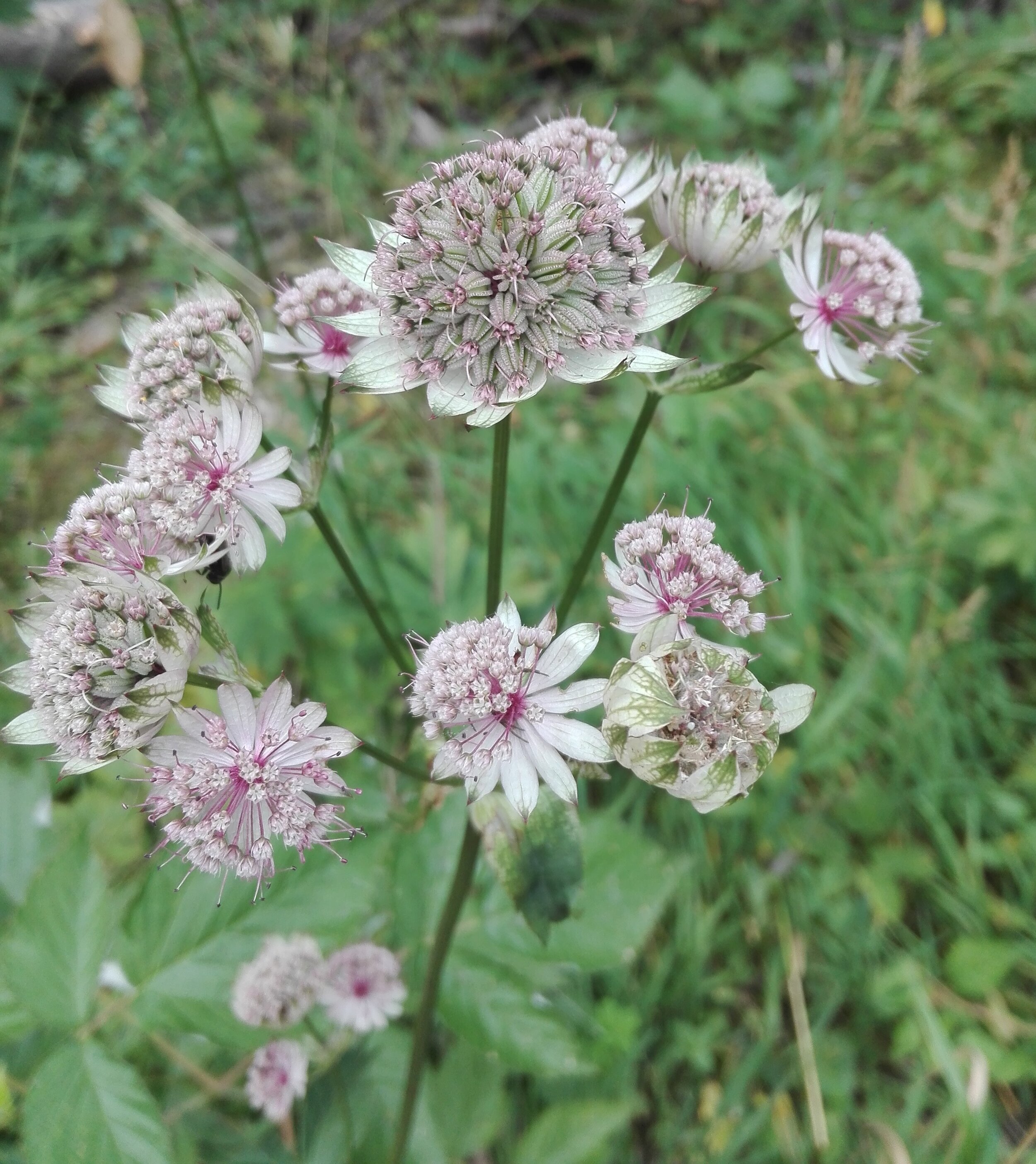 Greater Masterwort (Astrantia major)