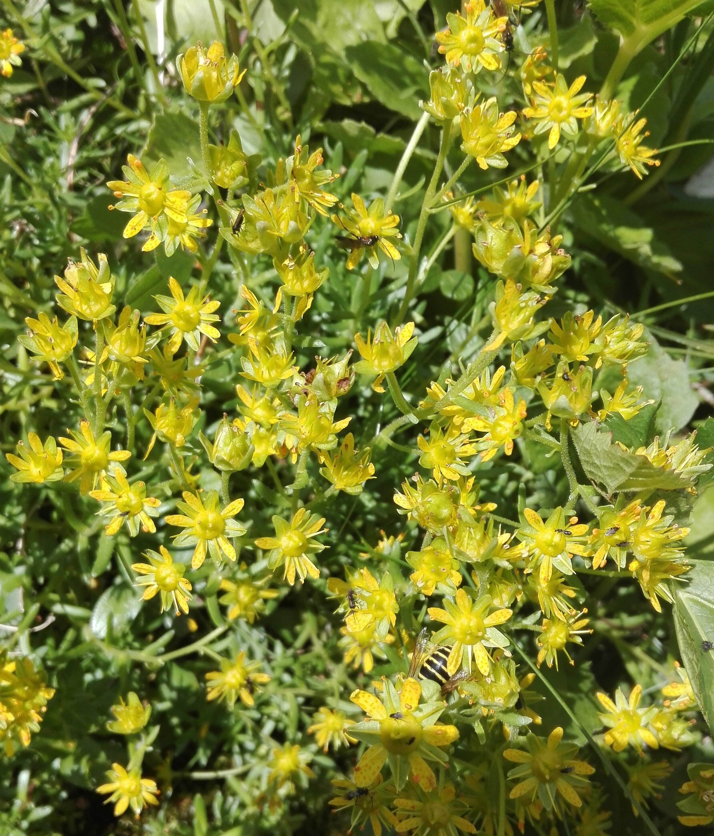 Yellow Mountain Saxifrage (Saxifraga aizoides)