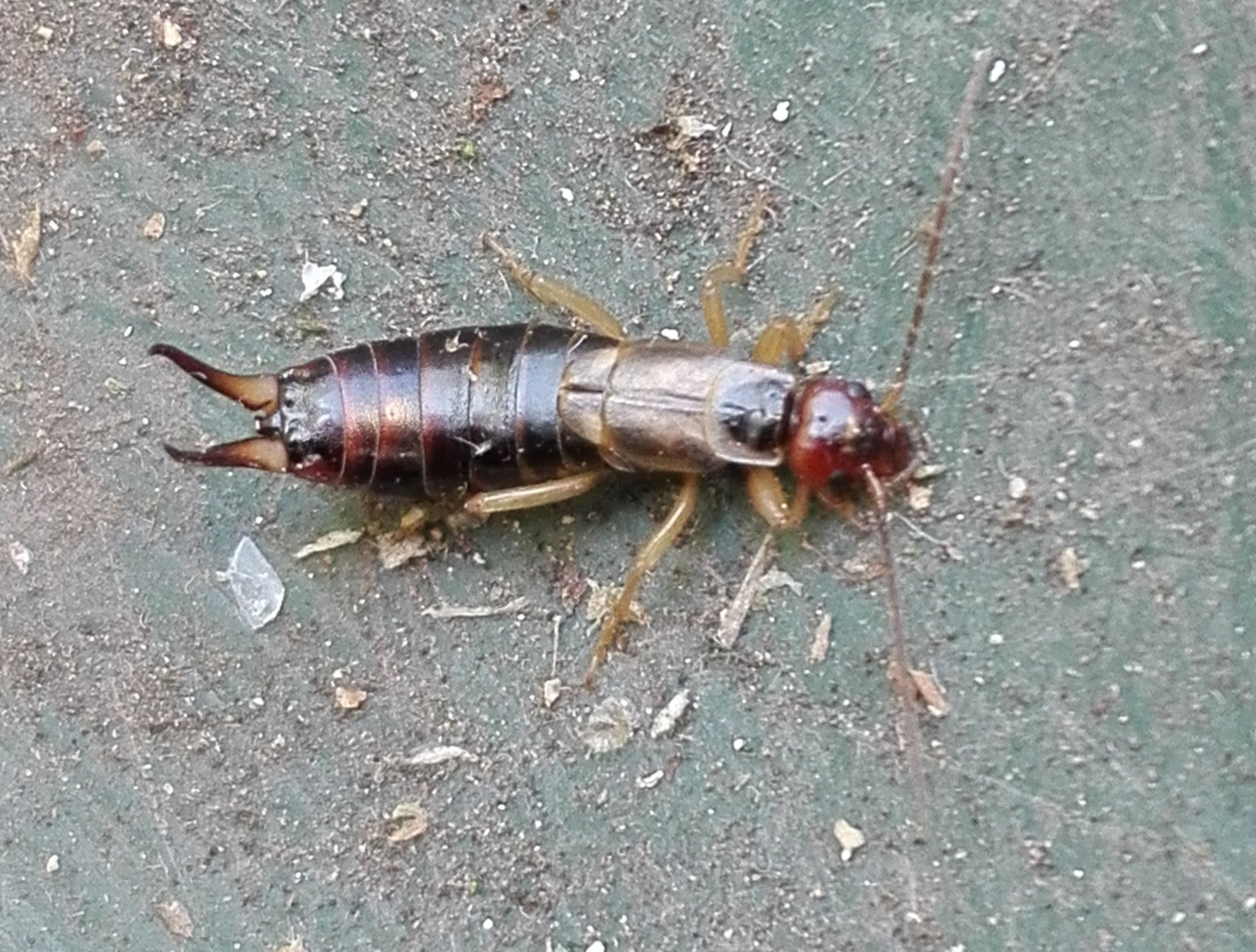 #311 Common Earwig (Forficula auricularia) female