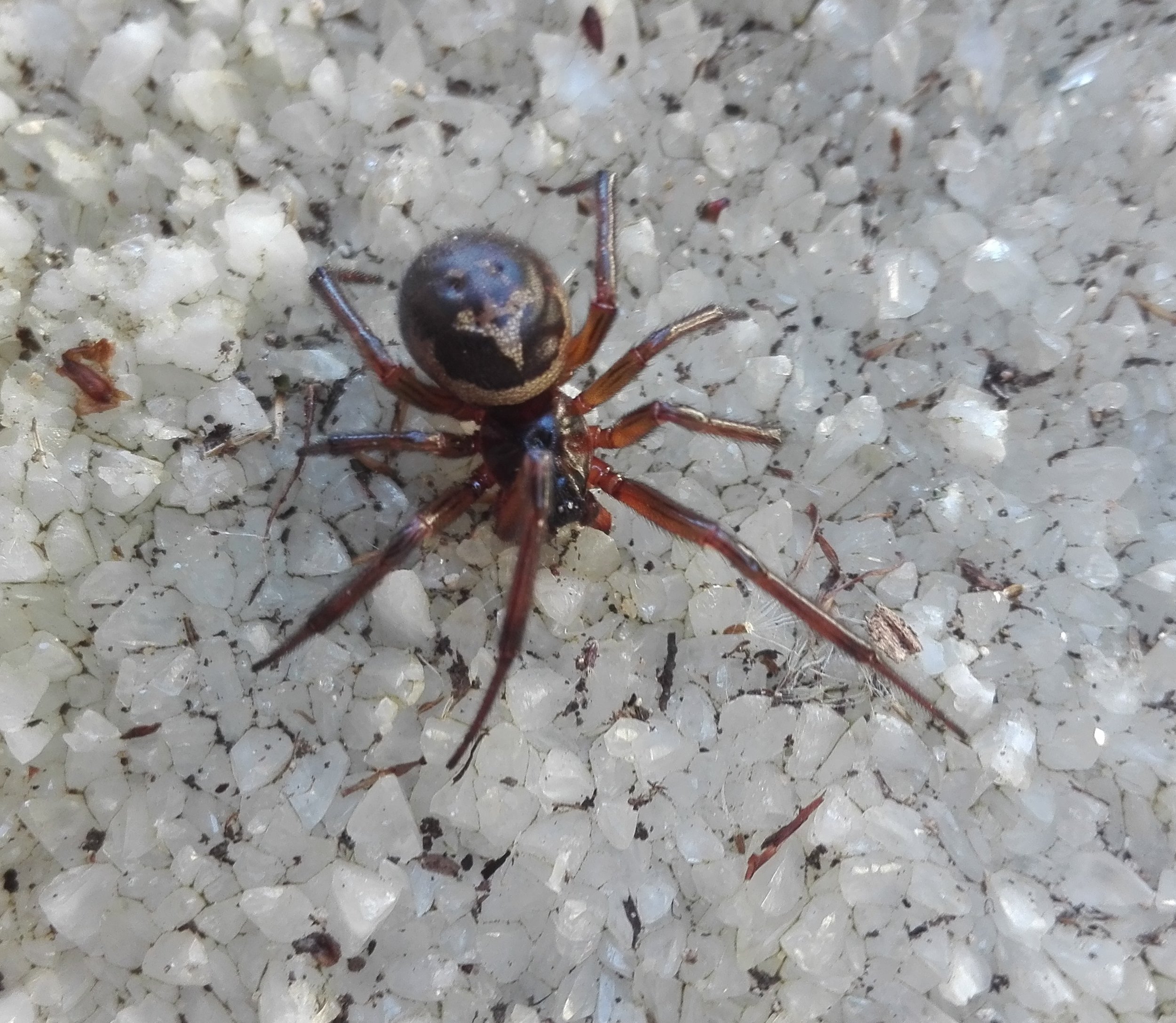 #196 Noble False Widow (Steatoda nobilis)