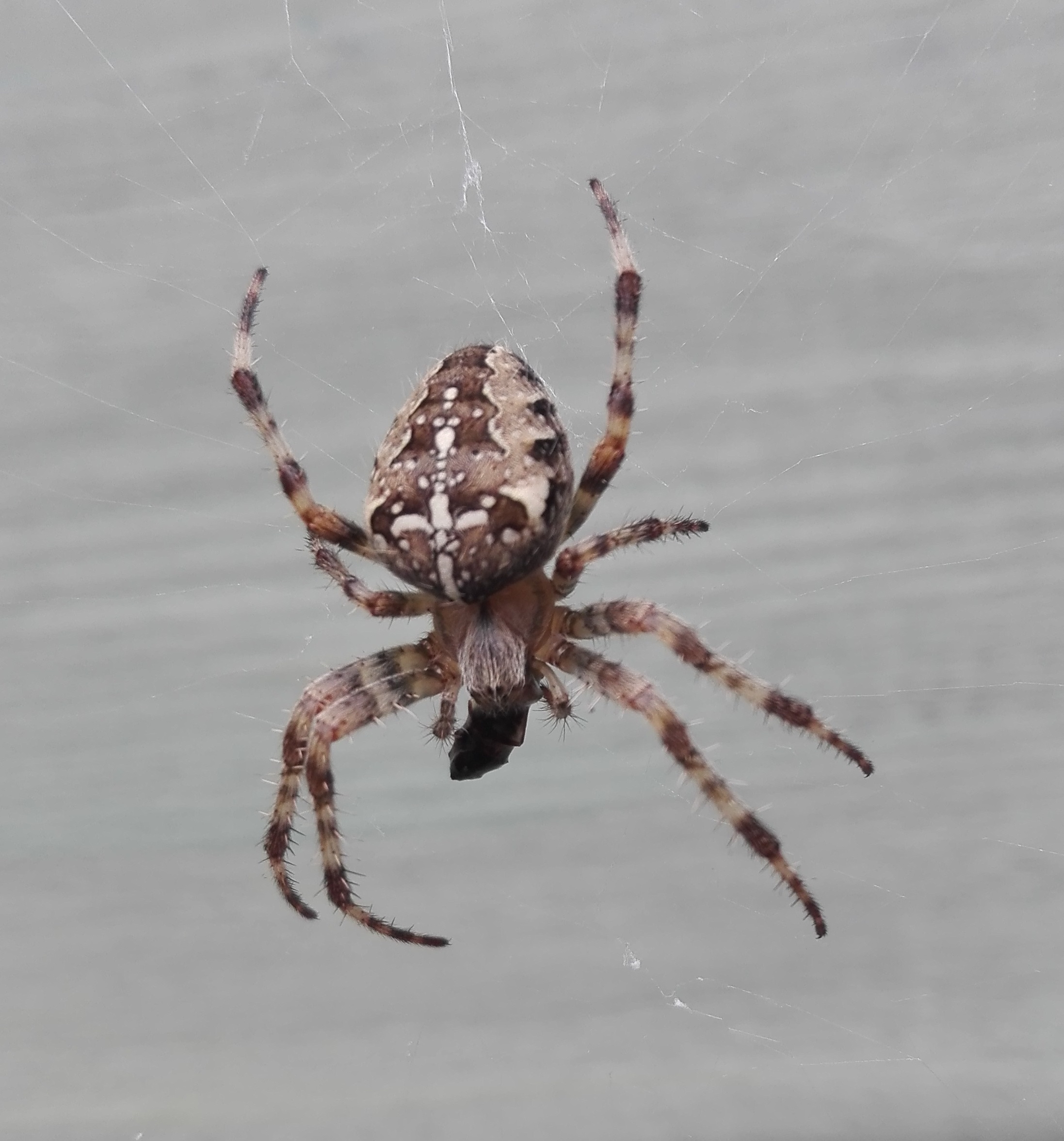 #65 European Garden Spider (Araneus diadematus)