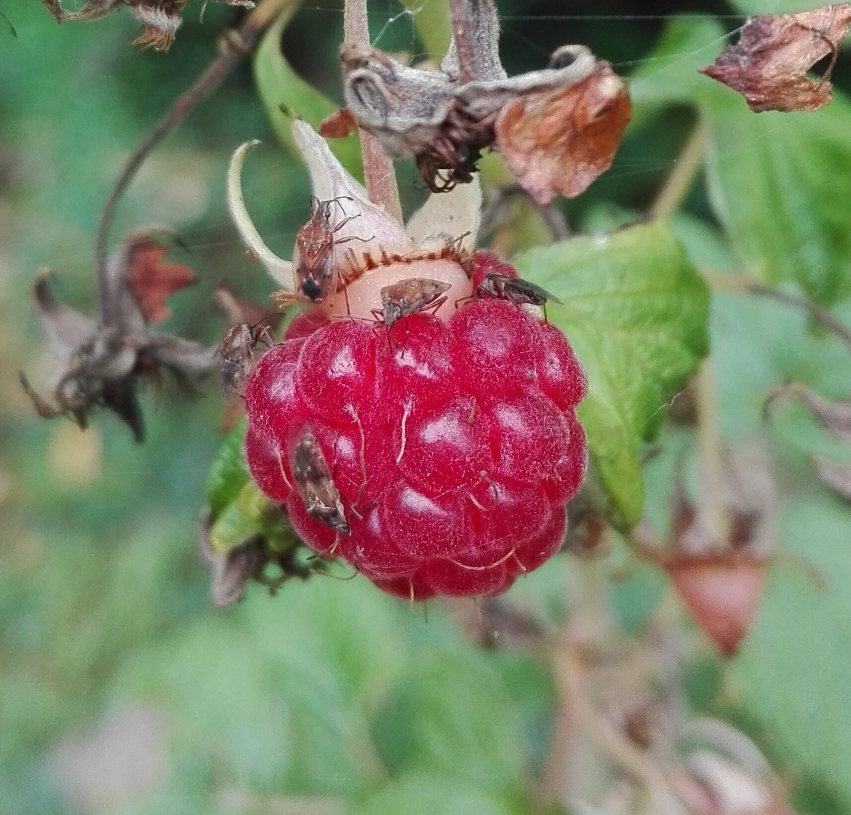 #335 Birch Catkin Bug (Kleidocerys resedae) on Raspberry