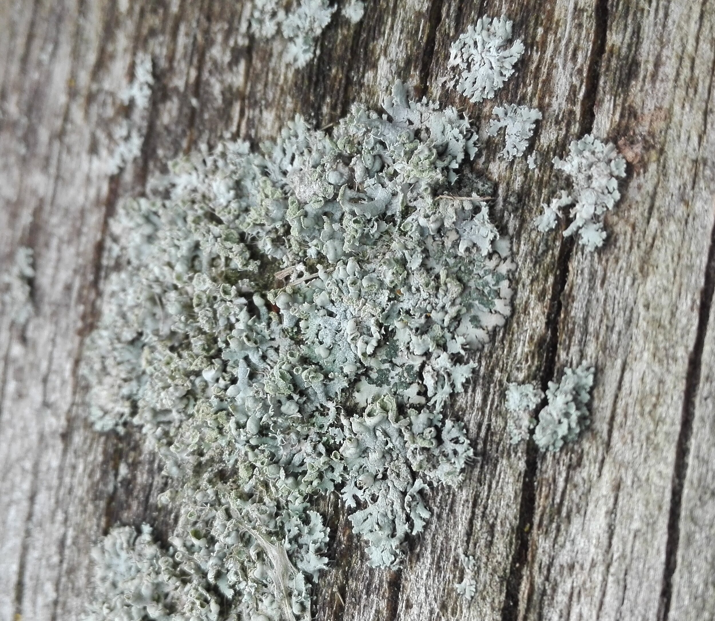 #275 Physcia caesia lichen