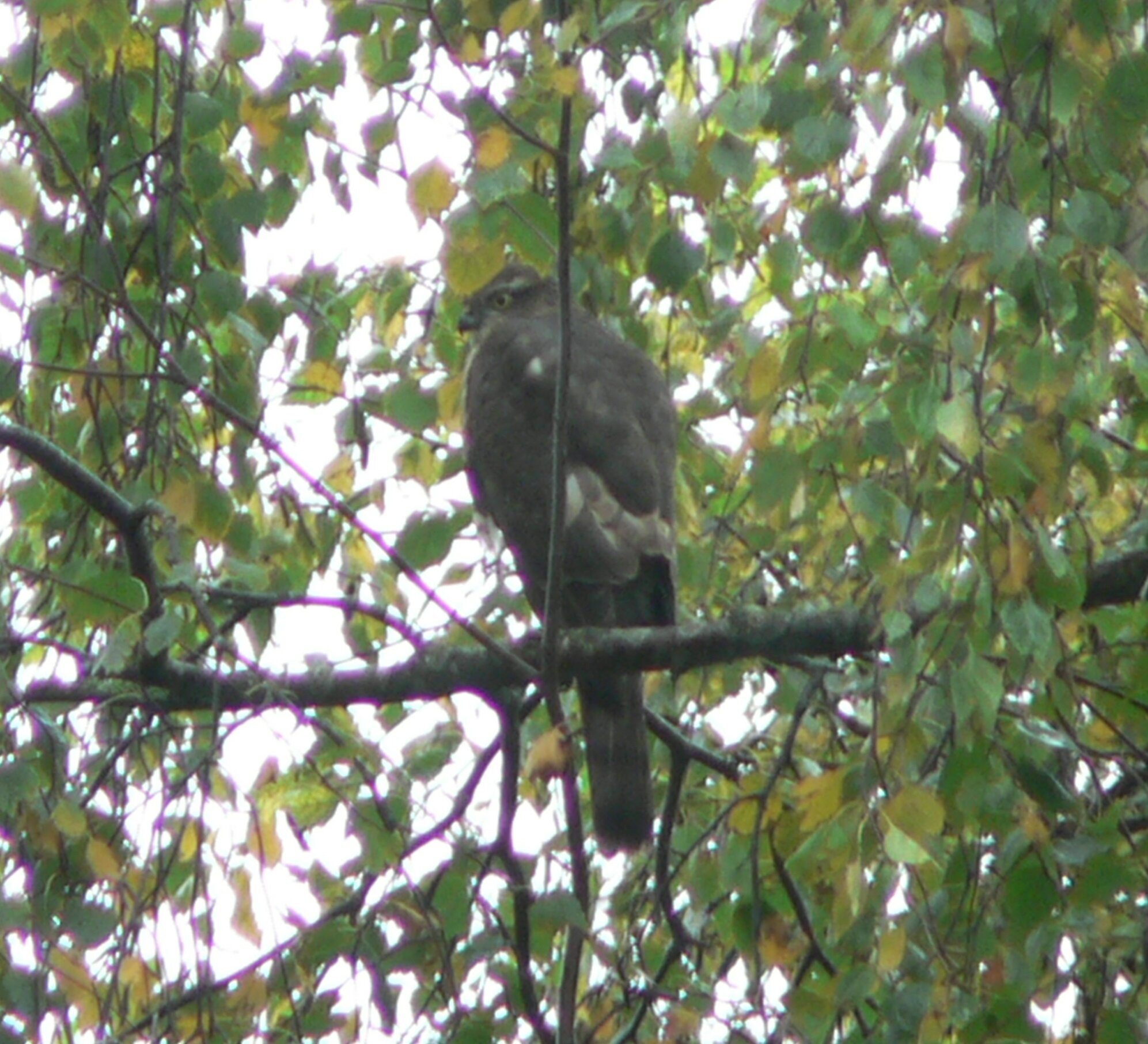 #6 Sparrowhawk (Accipiter nisus)