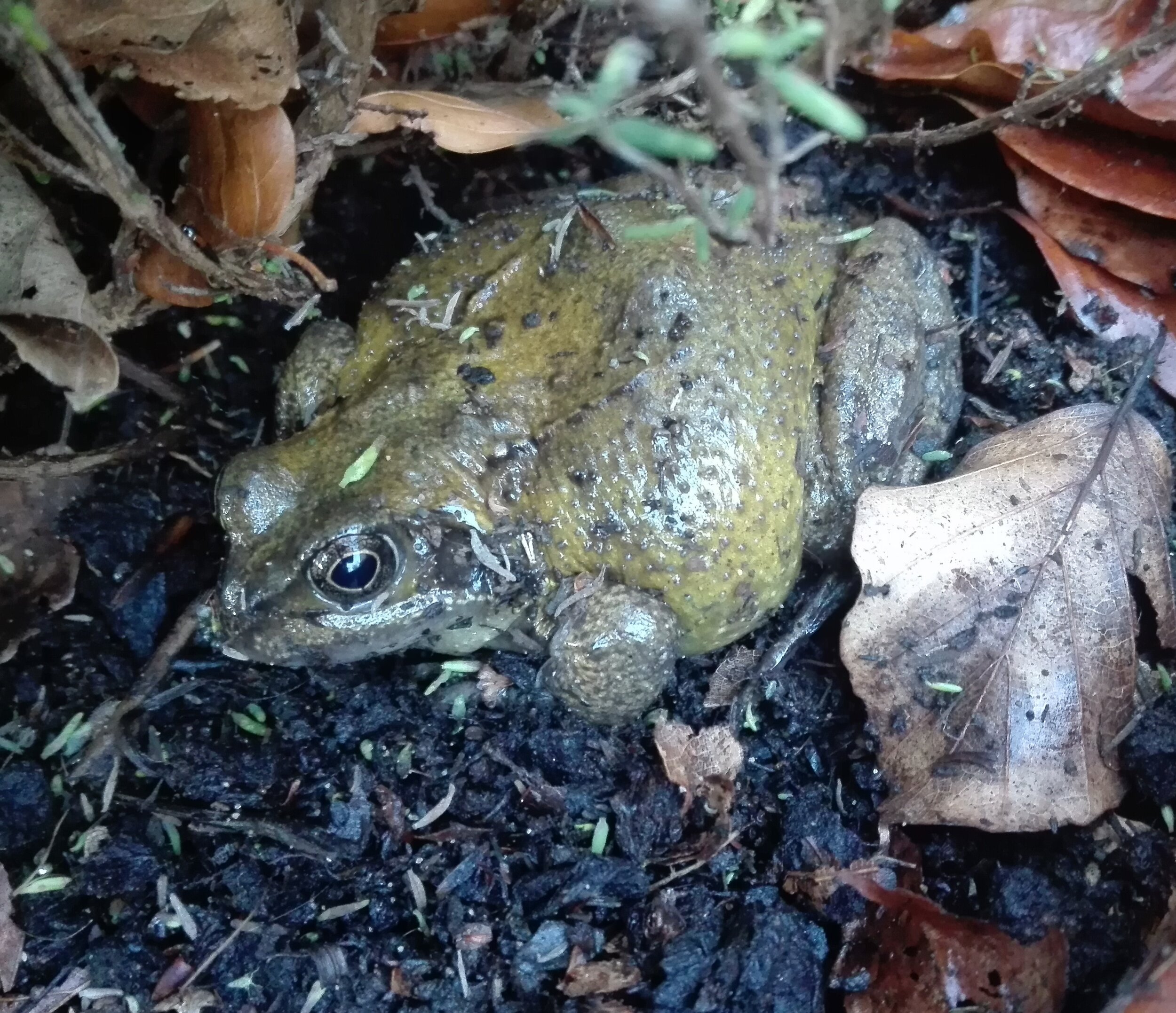 #108 Common Toad (Bufo bufo)