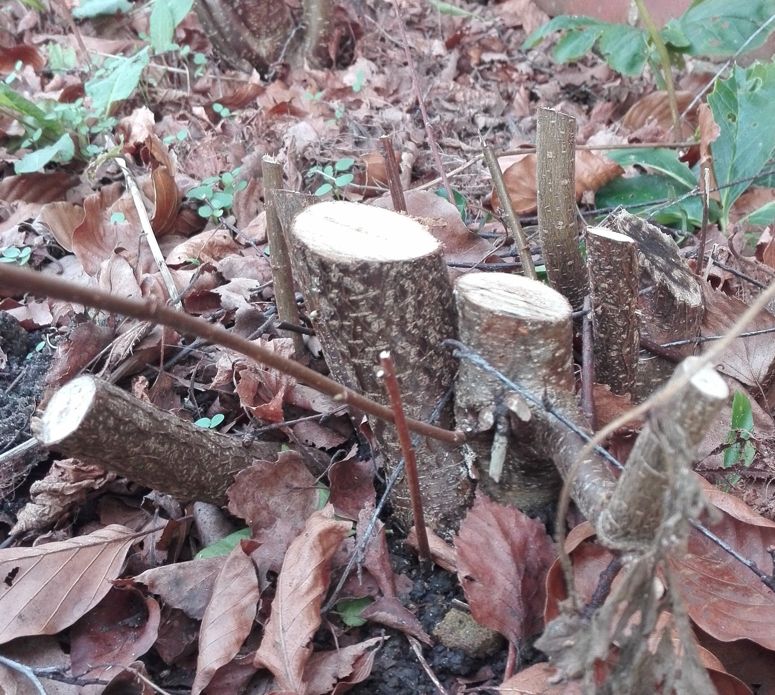 Coppiced Hazel