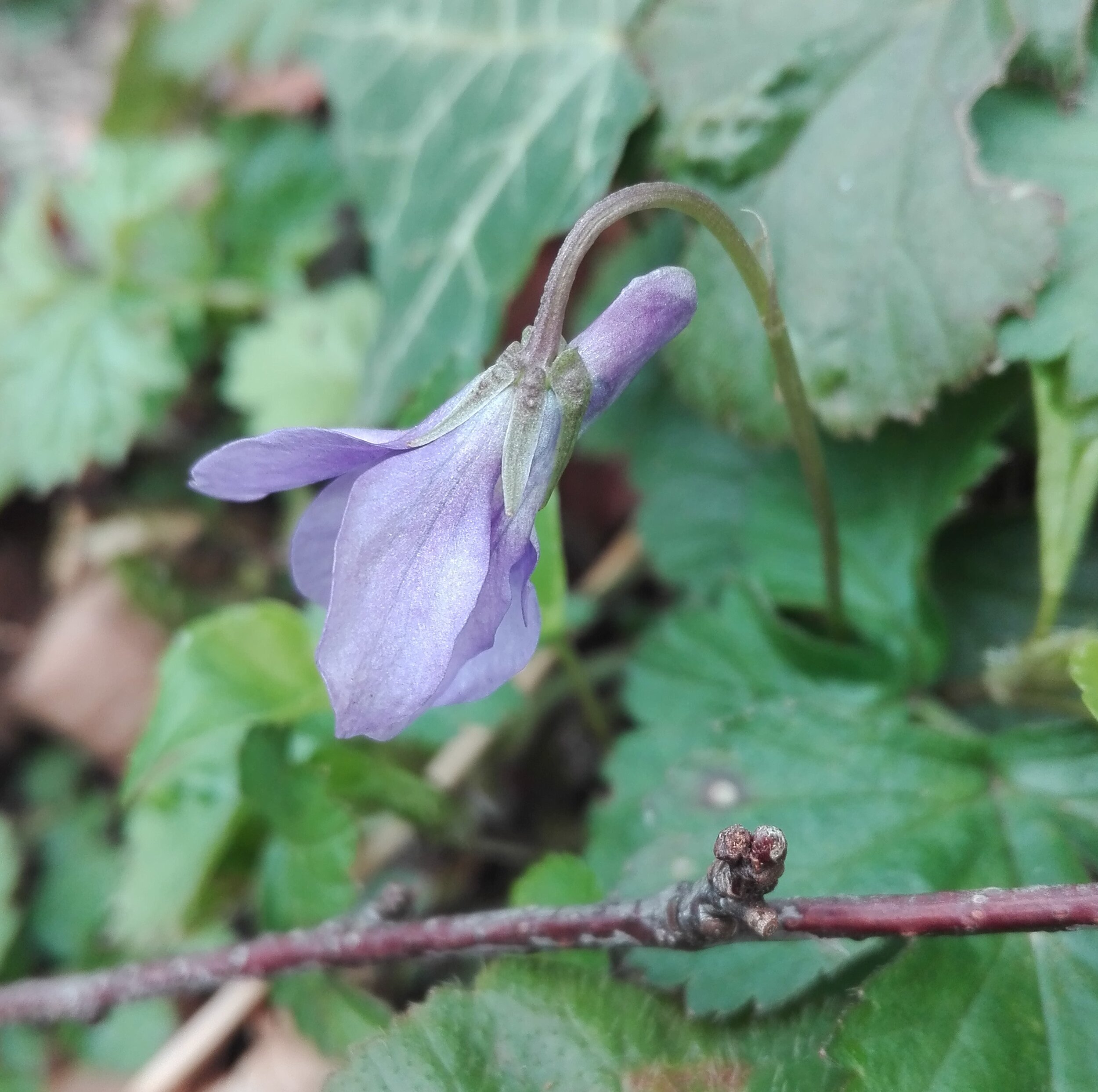 #556 Wood Dog Violet (Viola reichenbachiana)