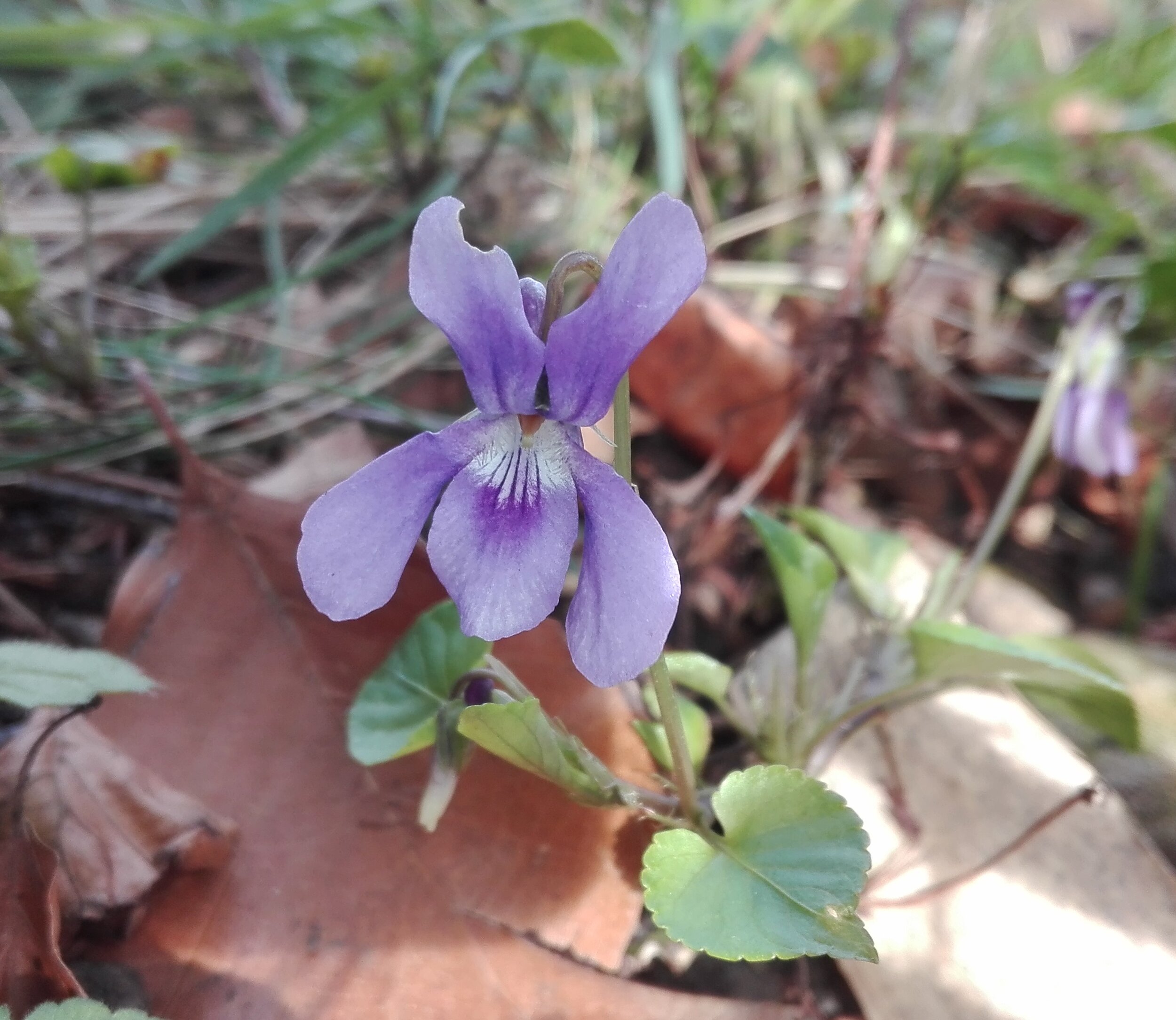 #556 Wood Dog Violet (Viola reichenbachiana)