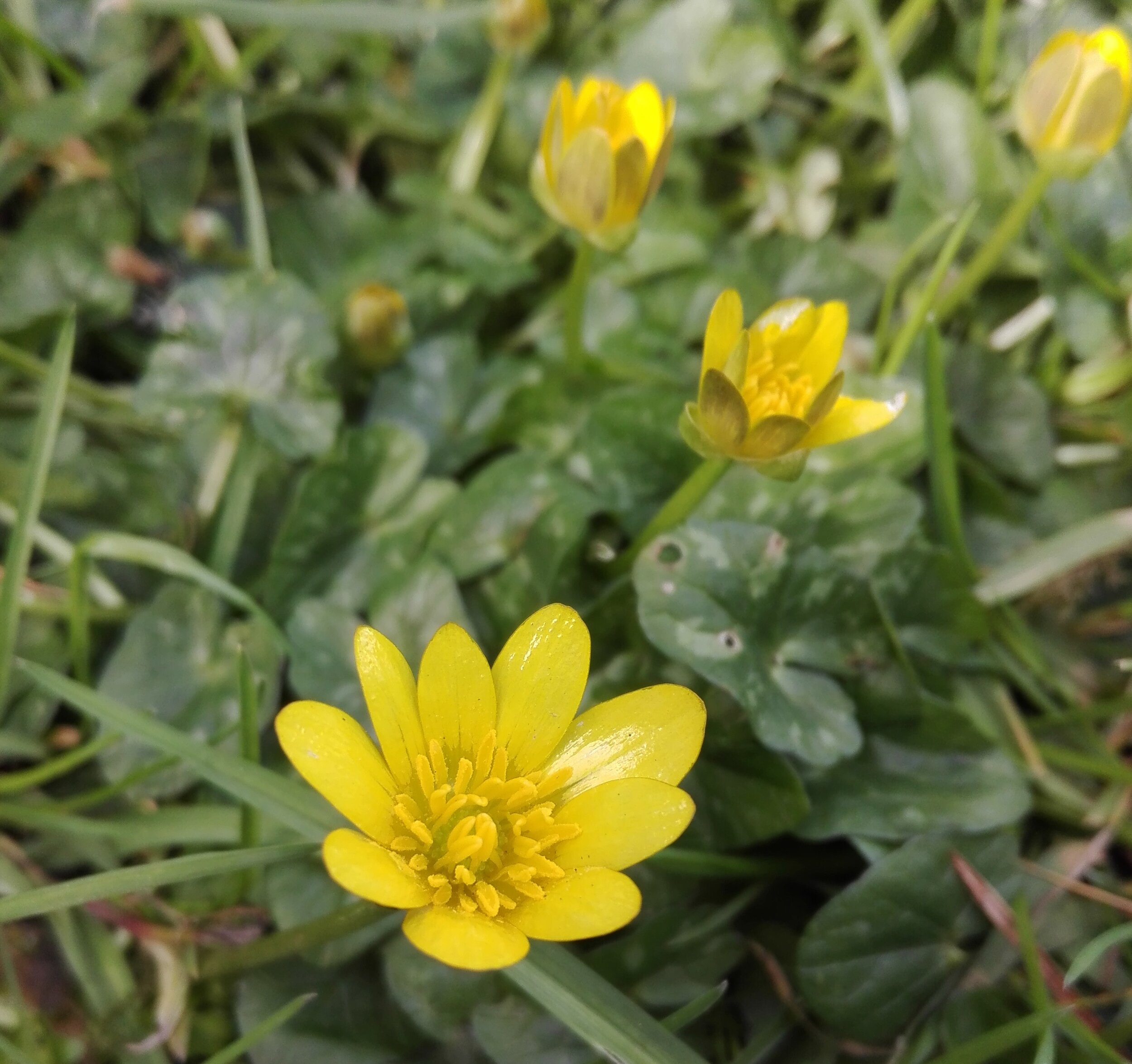 #38 Lesser Celandine (Ficaria verna)