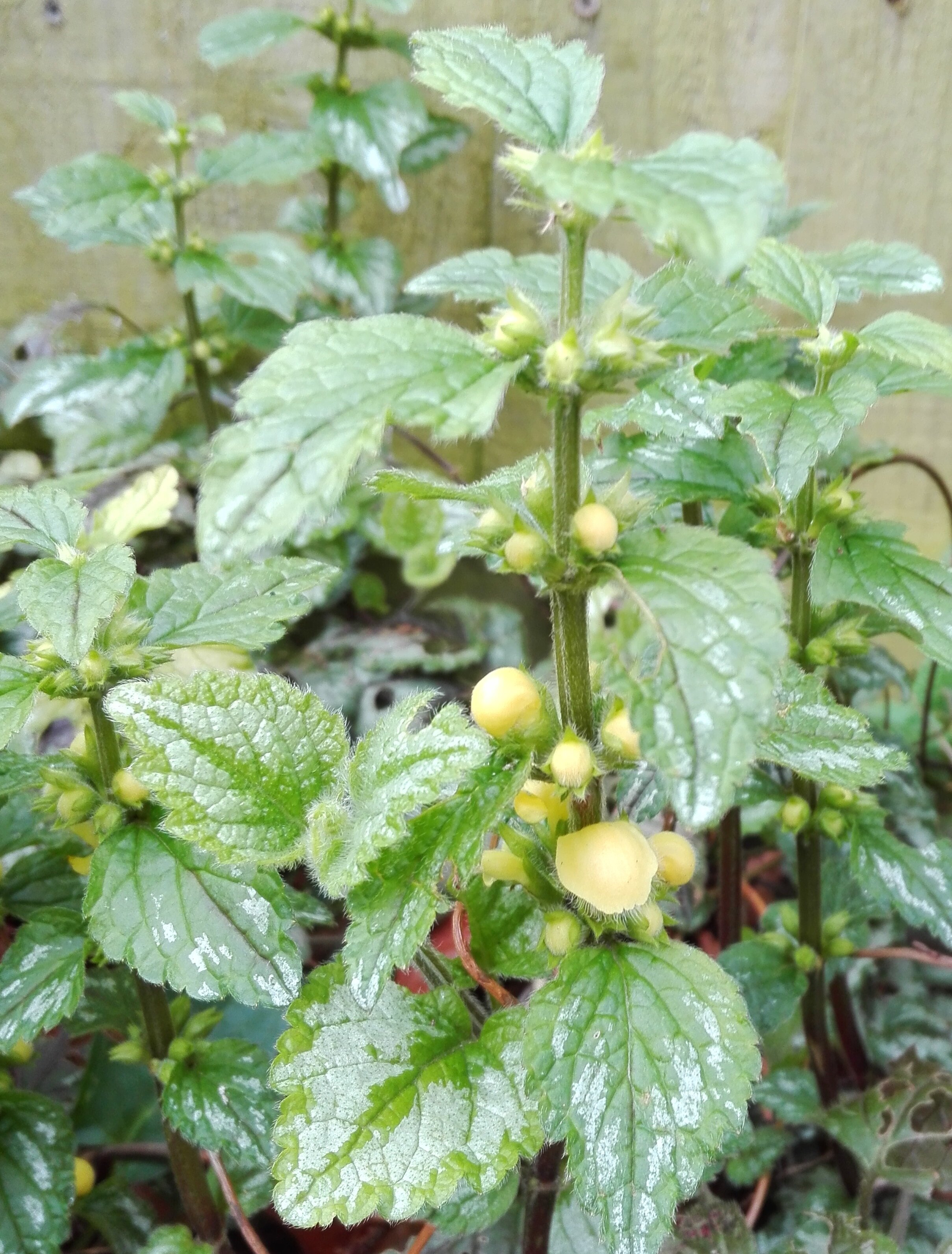 49 Yellow Archangel.jpg