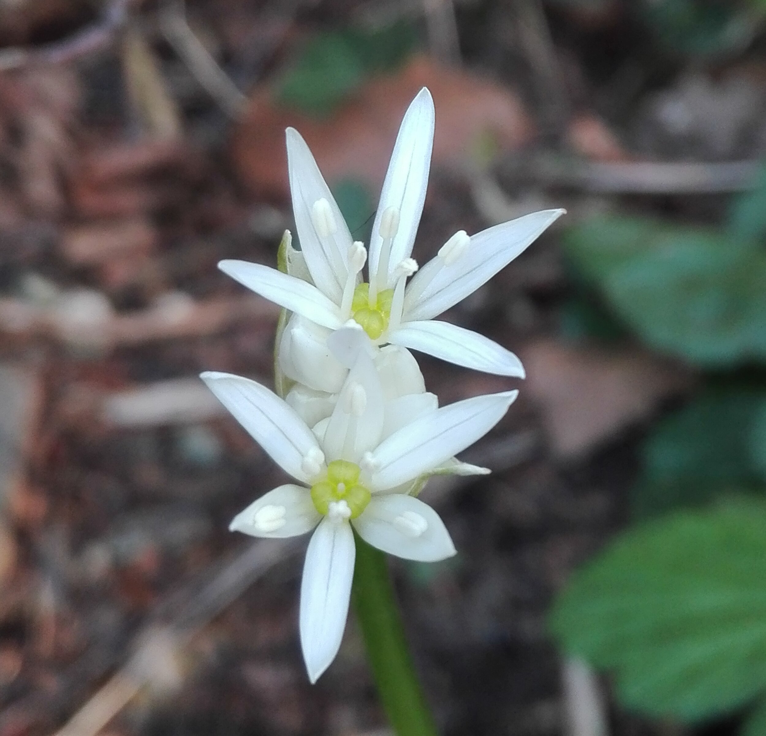 #557 Wild Garlic (Allium ursinum)