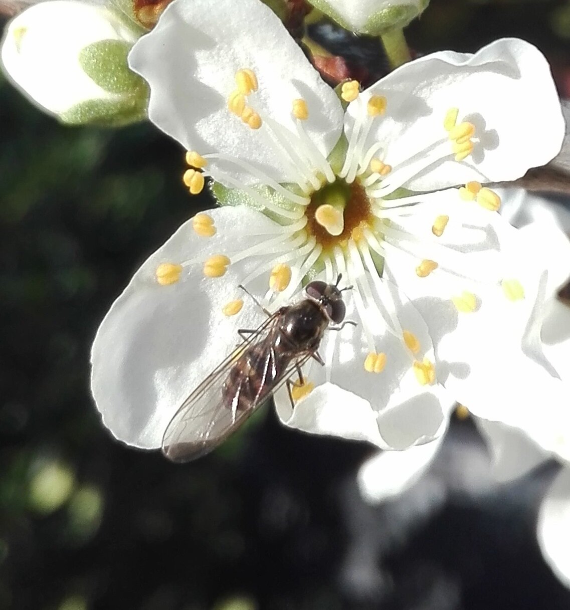 #558 Meliscaeva auricollis on Plum blossom