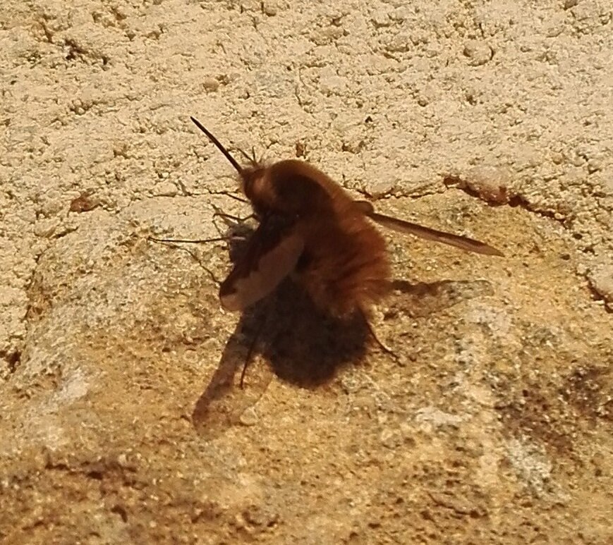#443 Bee Fly (Bombylius major)