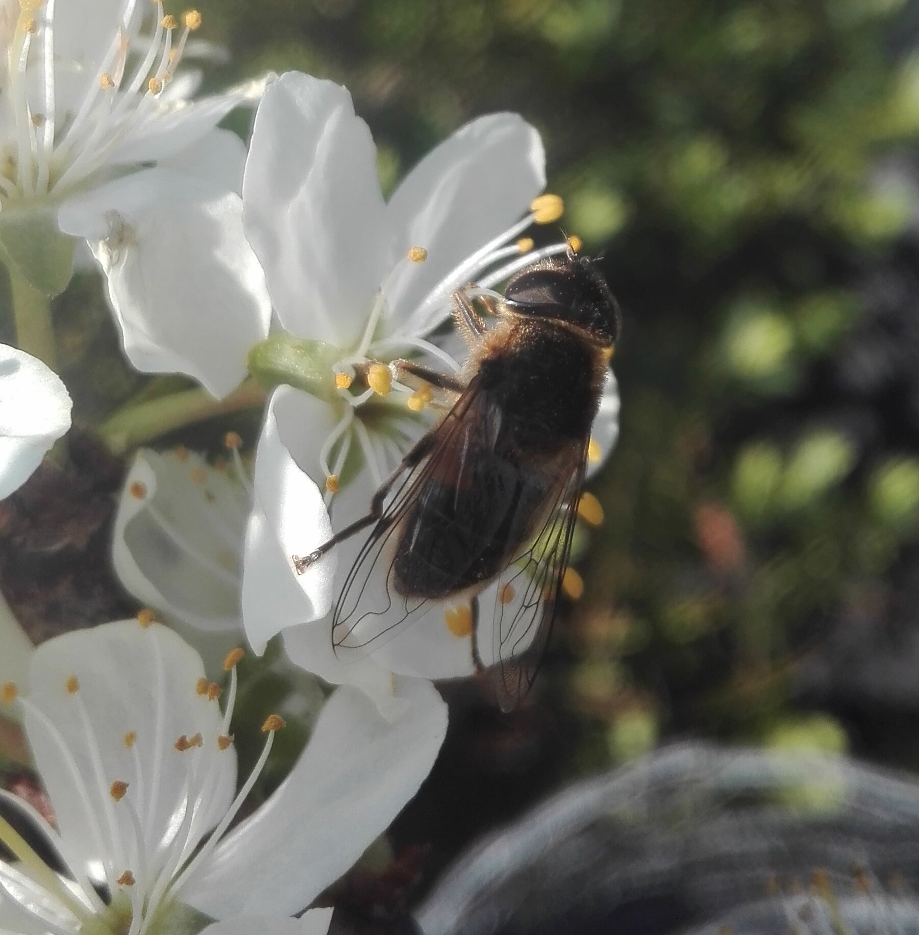 379 Common Drone Fly (Eristalis tenax)