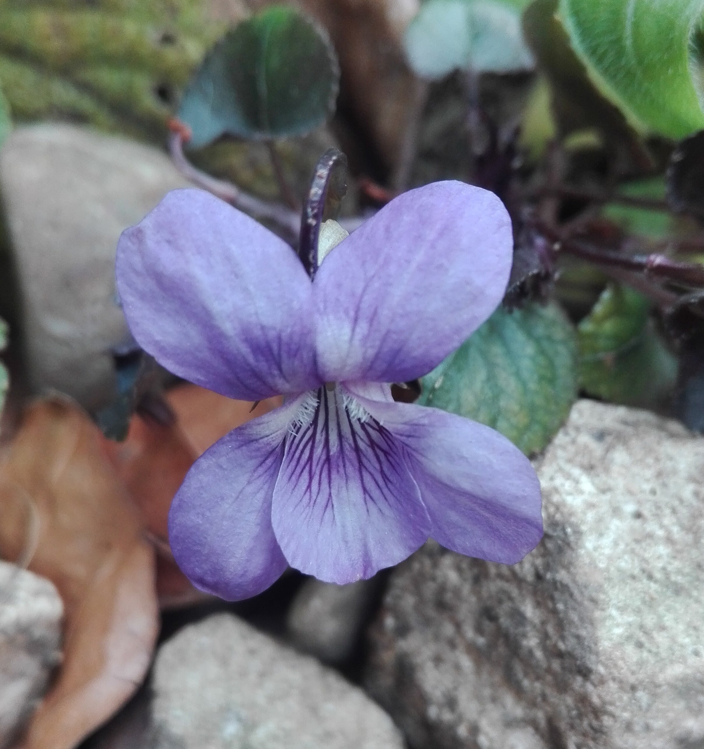 #26 Common Dog Violet (Viola riviniana)