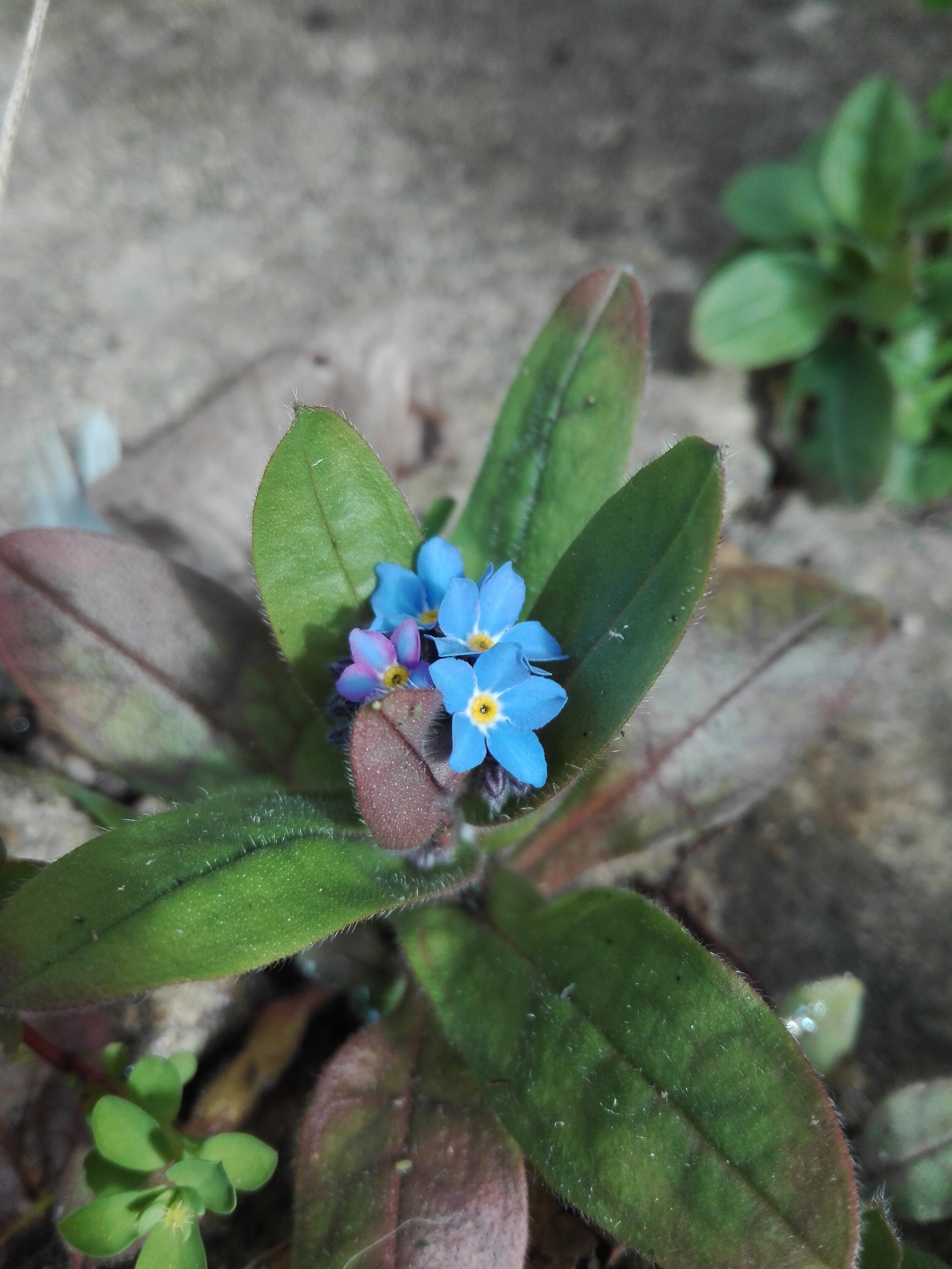 #29 Field Forgetmenot (Myosotis arvensis)