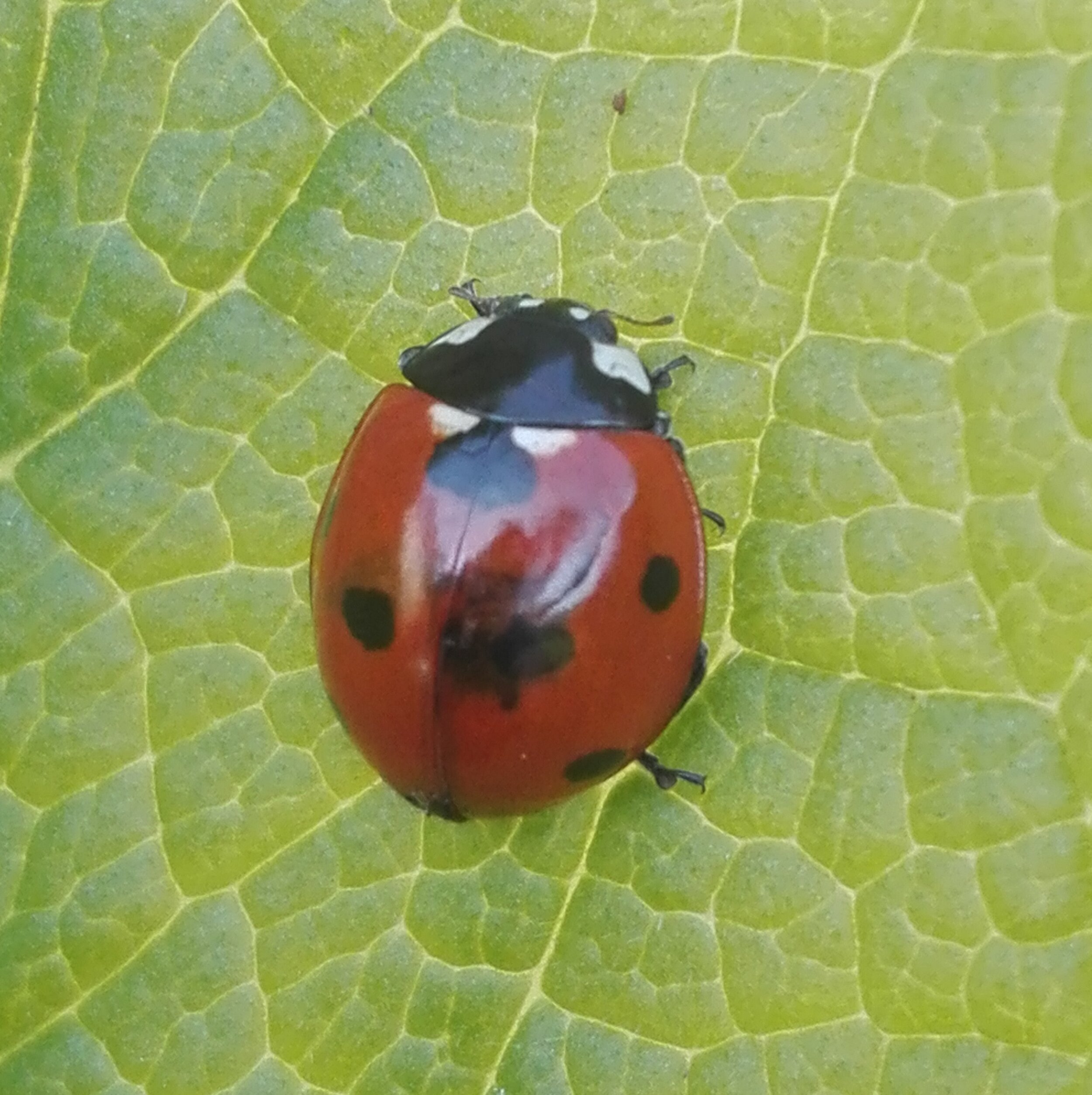 #287 Seven Spot Ladybird (Coccinella septempunctata)