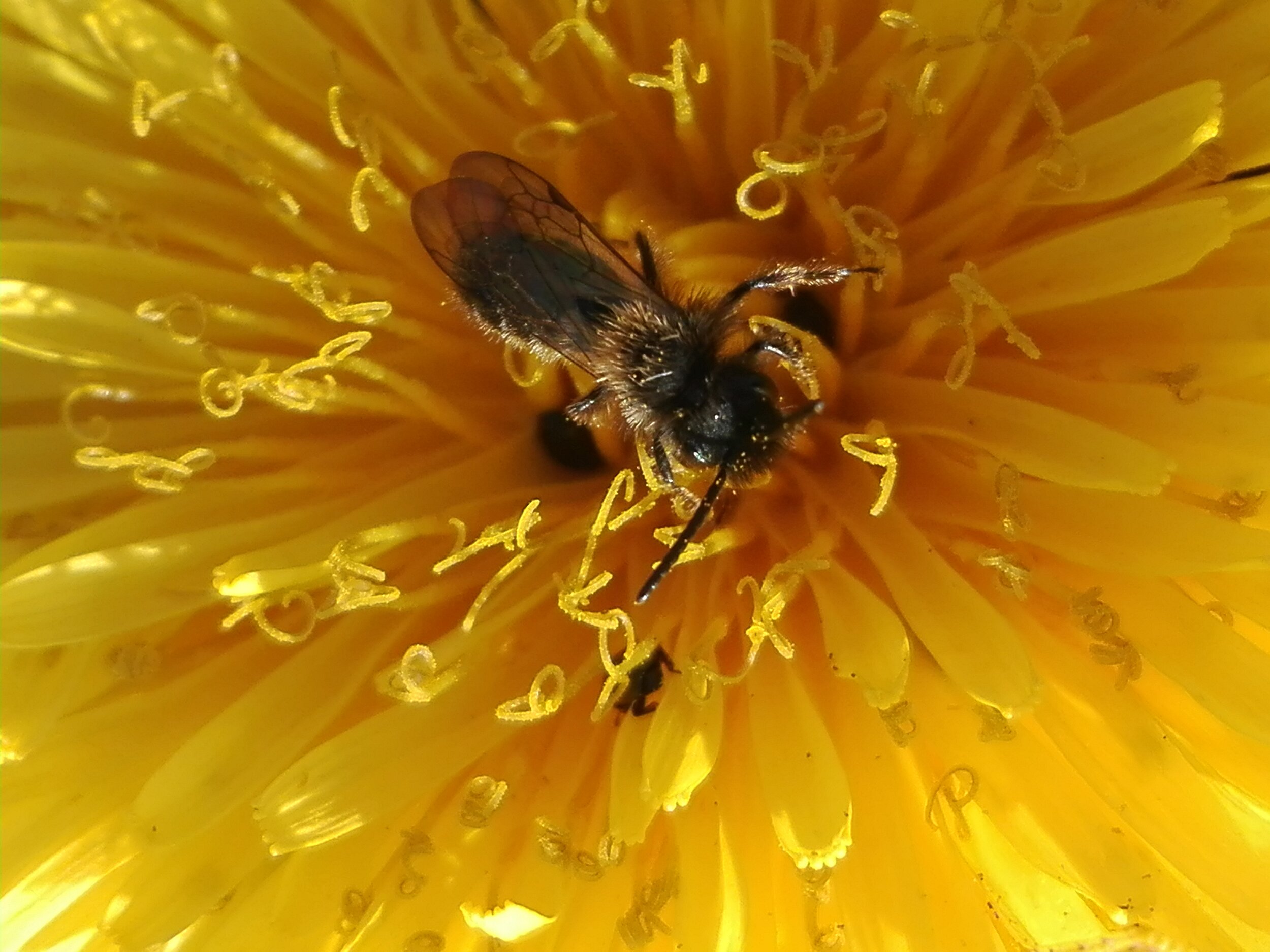 #188 Common Mini-mining Bee (Andrena minutula)