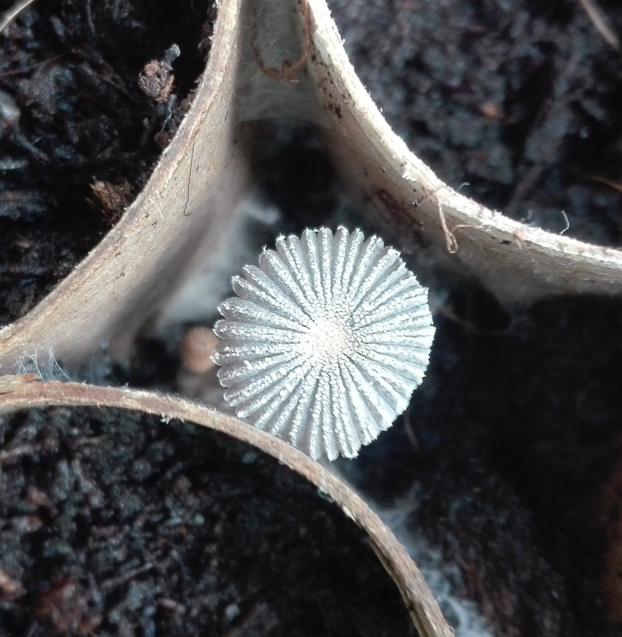 #128 Pleated Inkcap (Parasola plicatilis)