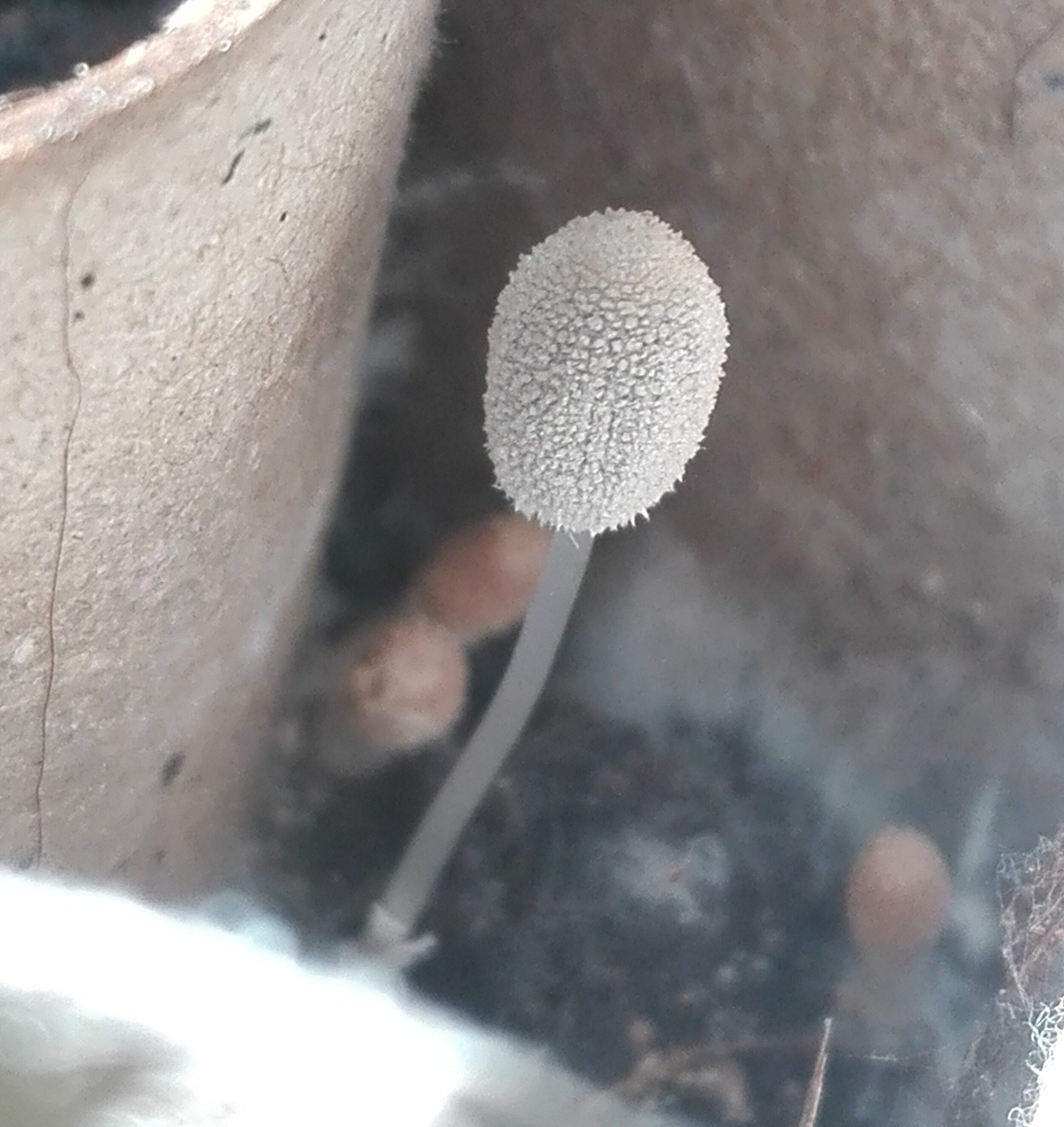 #128 Pleated Inkcap (Parasola plicatilis)