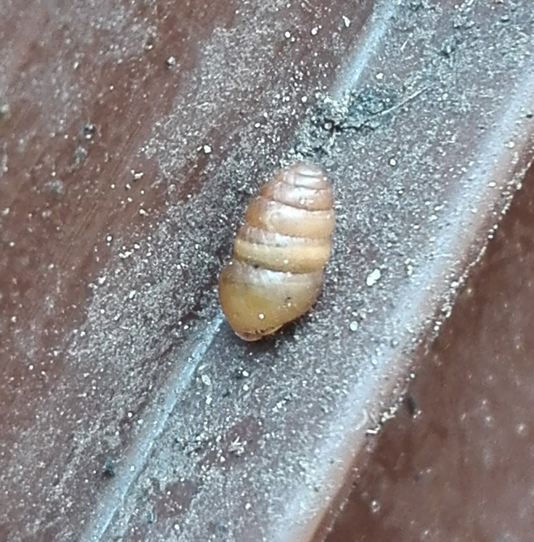 #563 Common Chrysalis Snail (Lauria cylindracea)