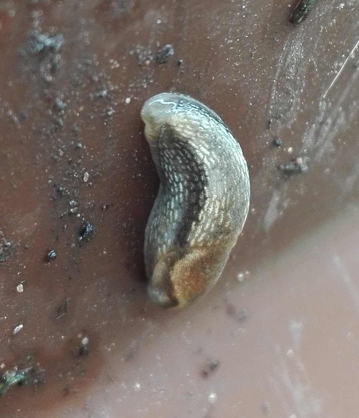 #568 Garden Slug (Arion hortensis)